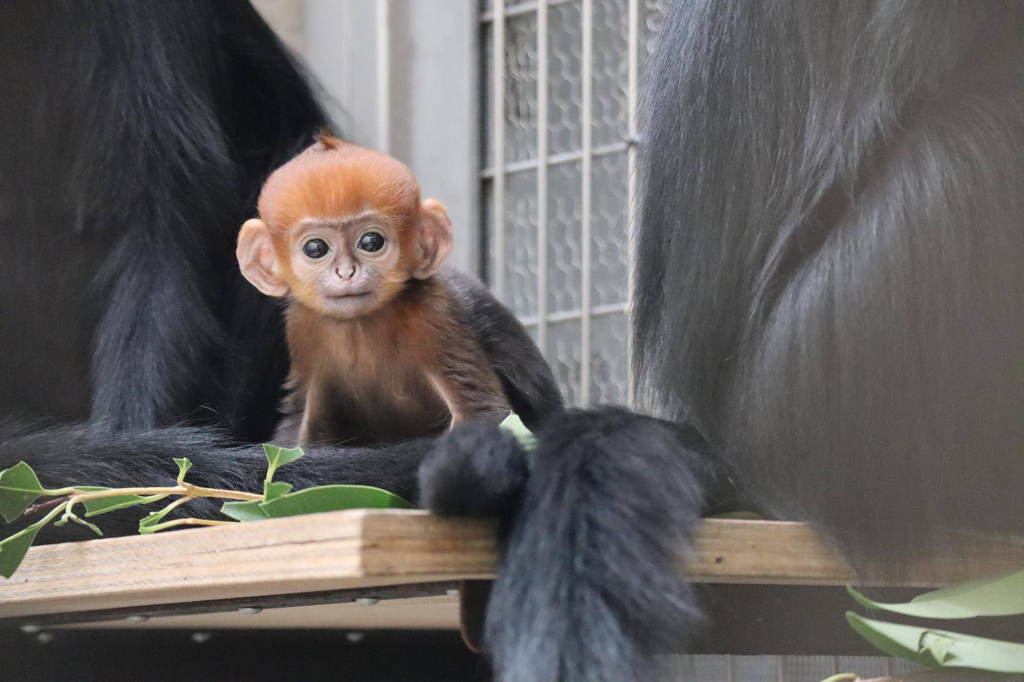 【飼育日誌】20250630:あつまれチョコミン党①速報 (3).jpg