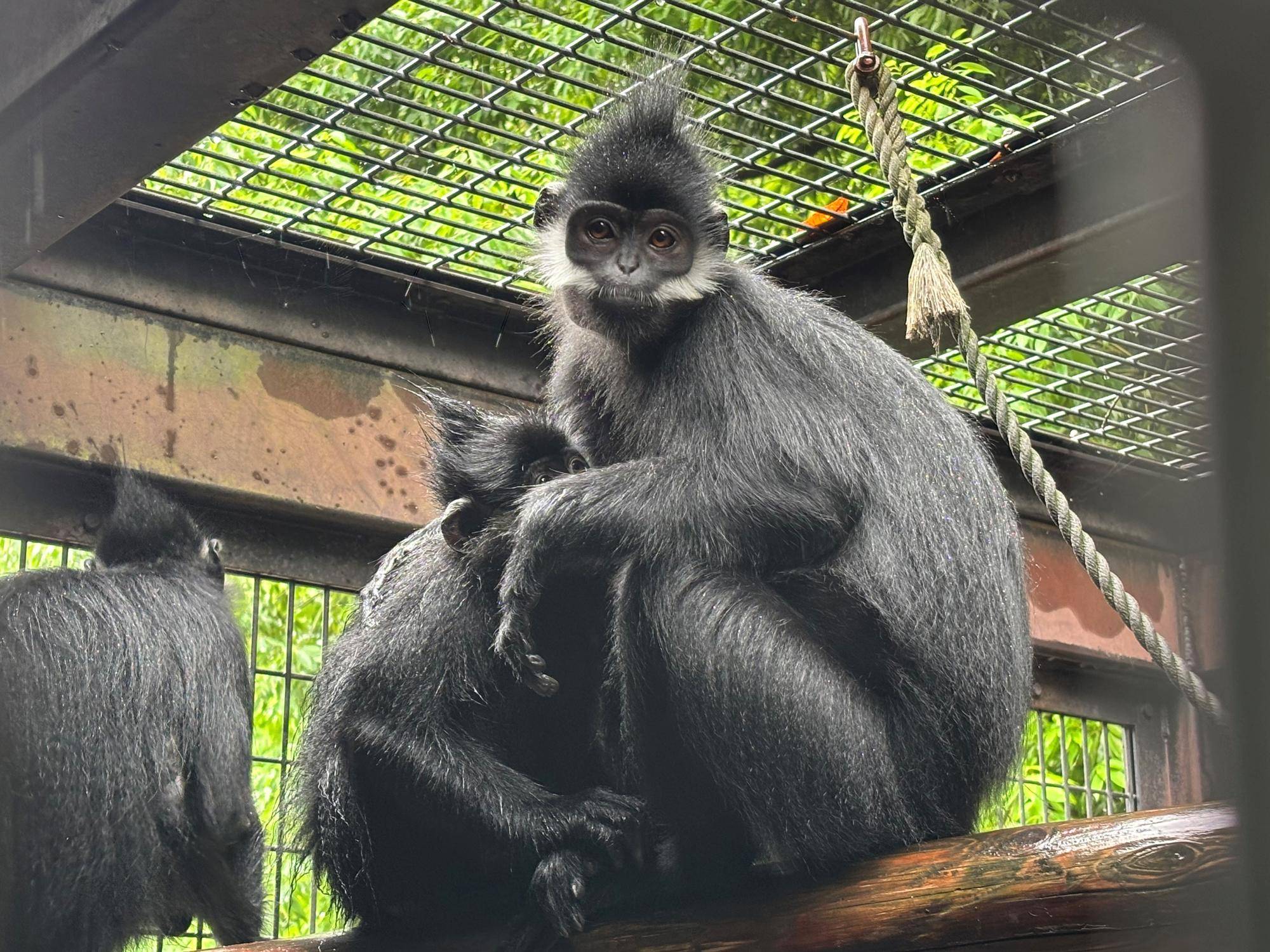 【飼育日誌】20250626：フランソワルトンを見分けてみよう！初級編 (4).jpg