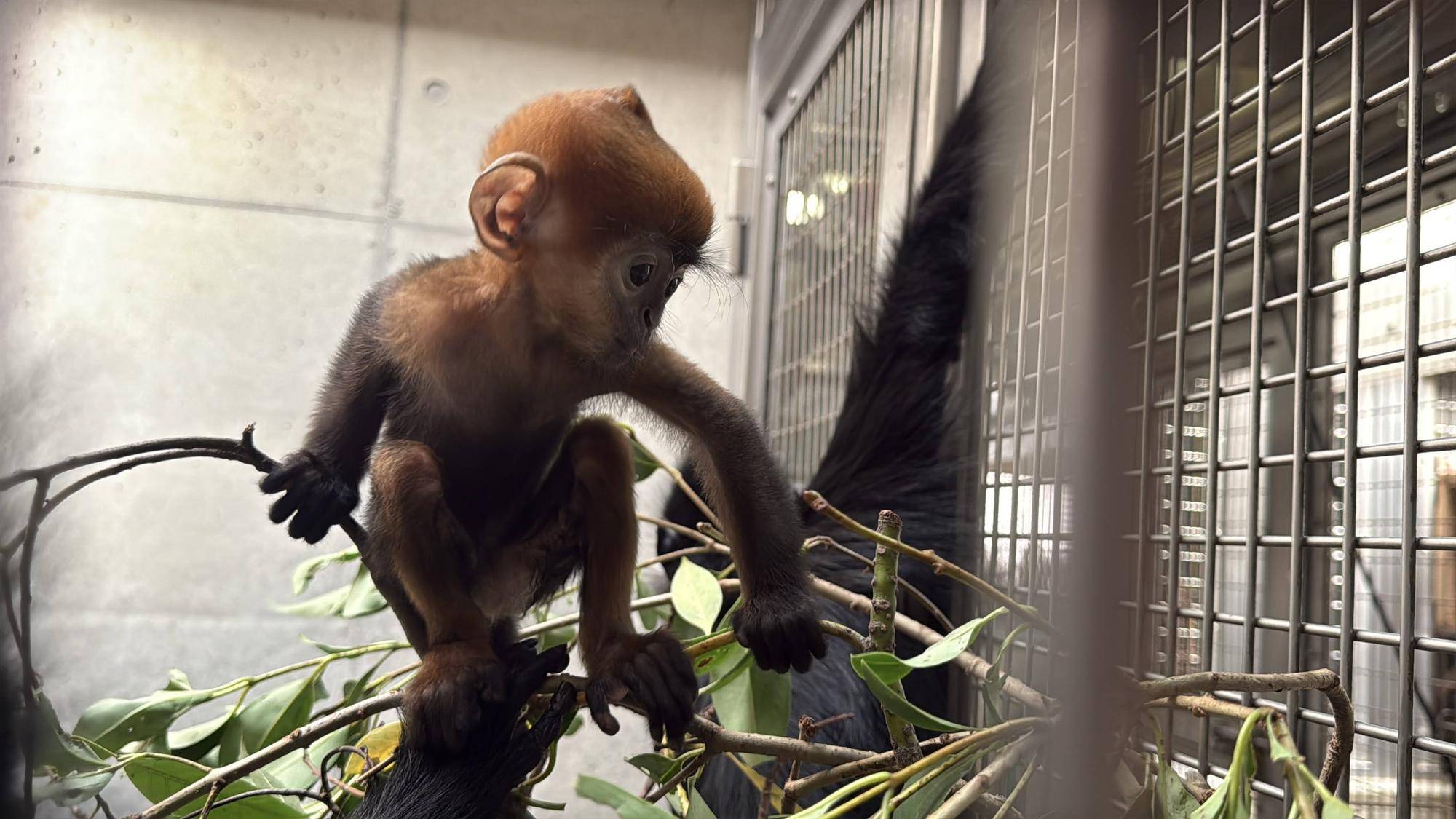 【飼育日誌】20250630:あつまれチョコミン党①速報 (8).jpg
