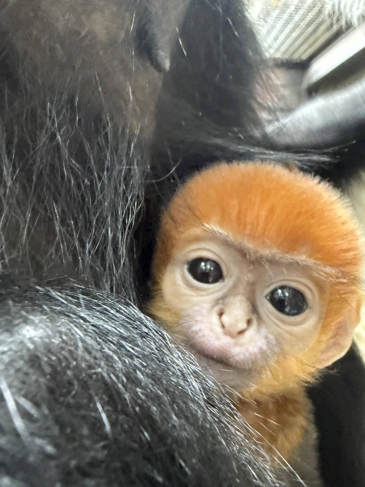 【飼育日誌】20250630:あつまれチョコミン党①速報 (2).jpg