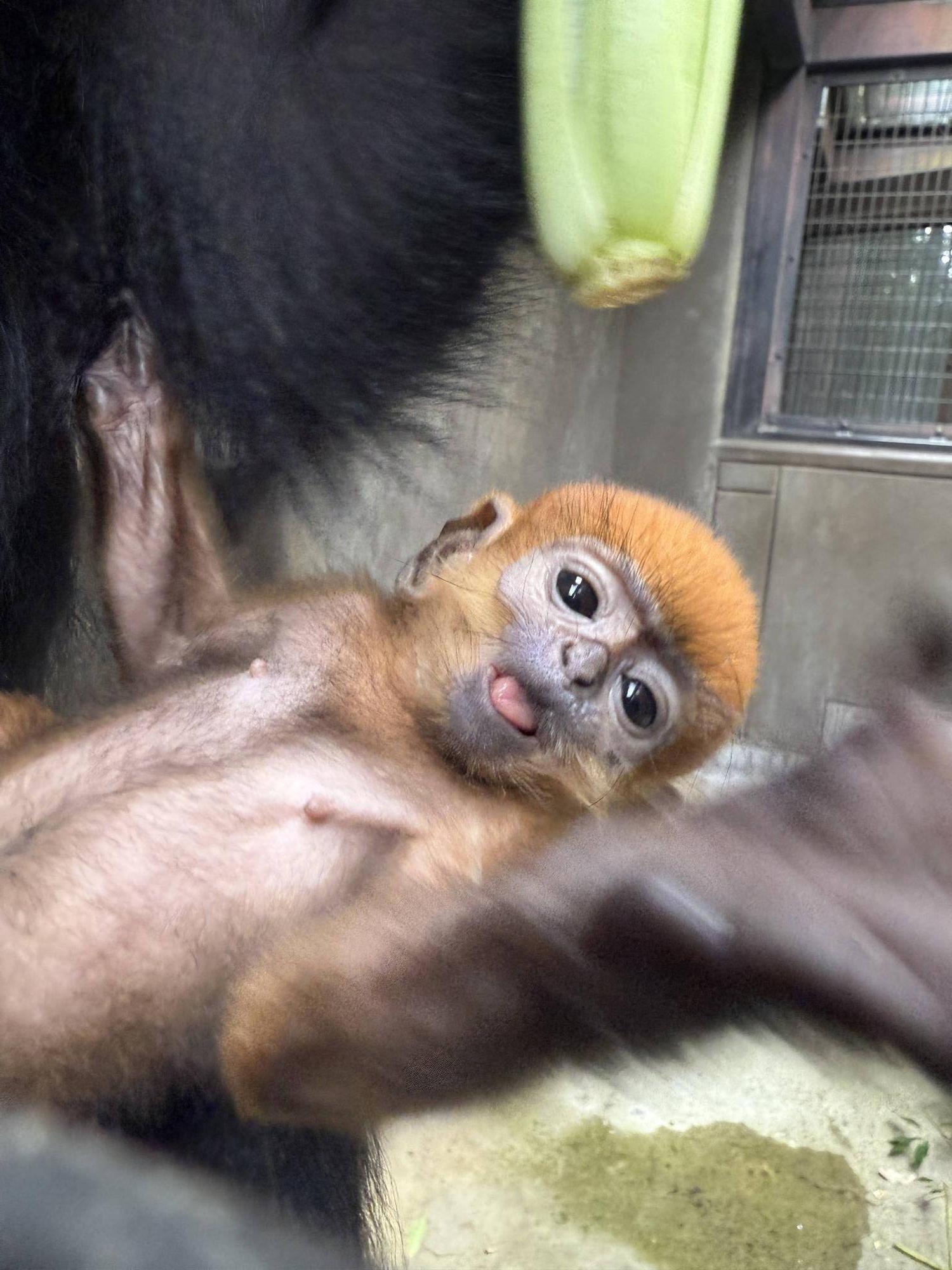 【飼育日誌】20250723：ナツダイダイの大大大成長記Lv1 (4).jpg