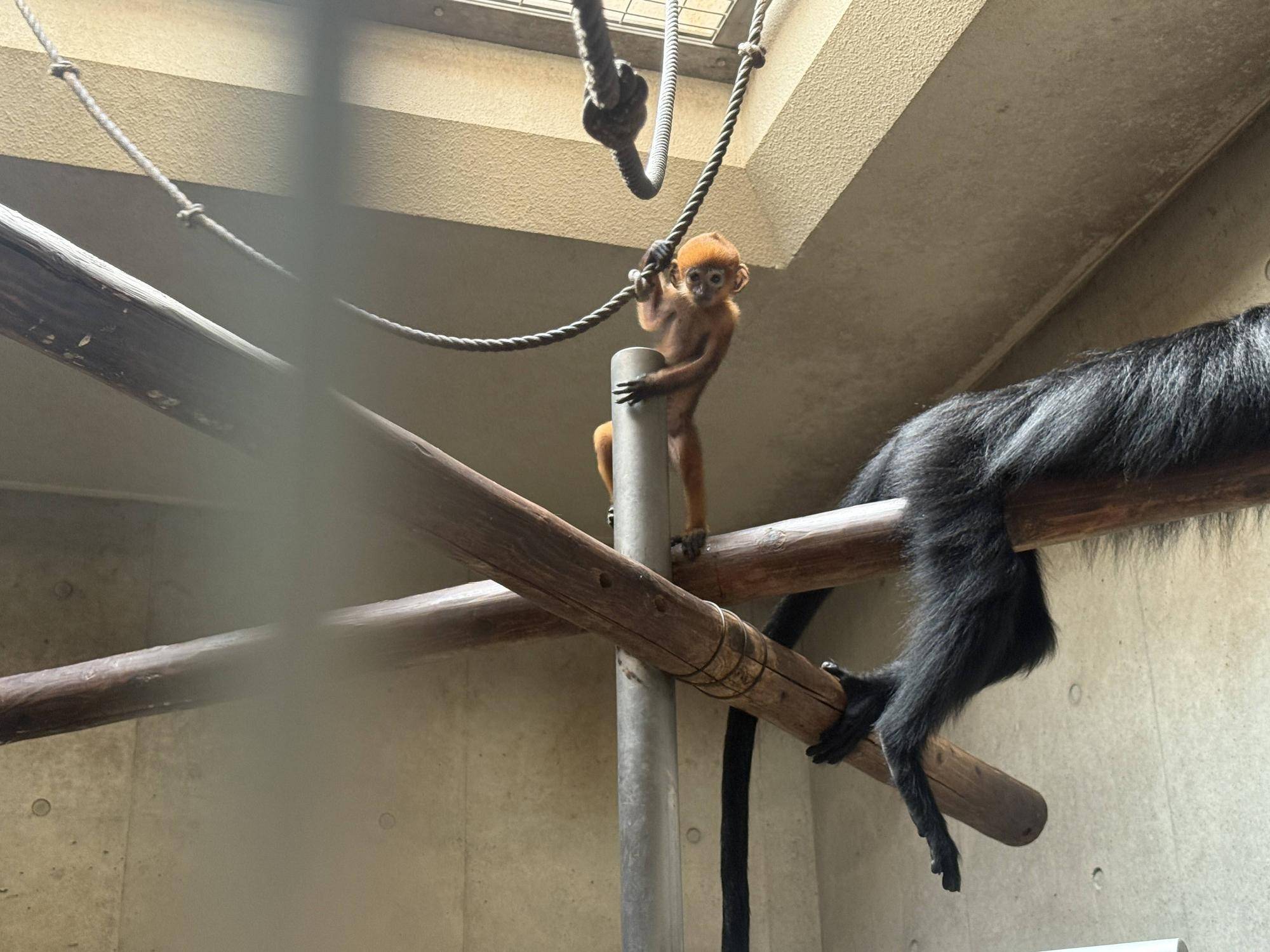 【飼育日誌】20250723：ナツダイダイの大大大成長記Lv1 (7).jpg