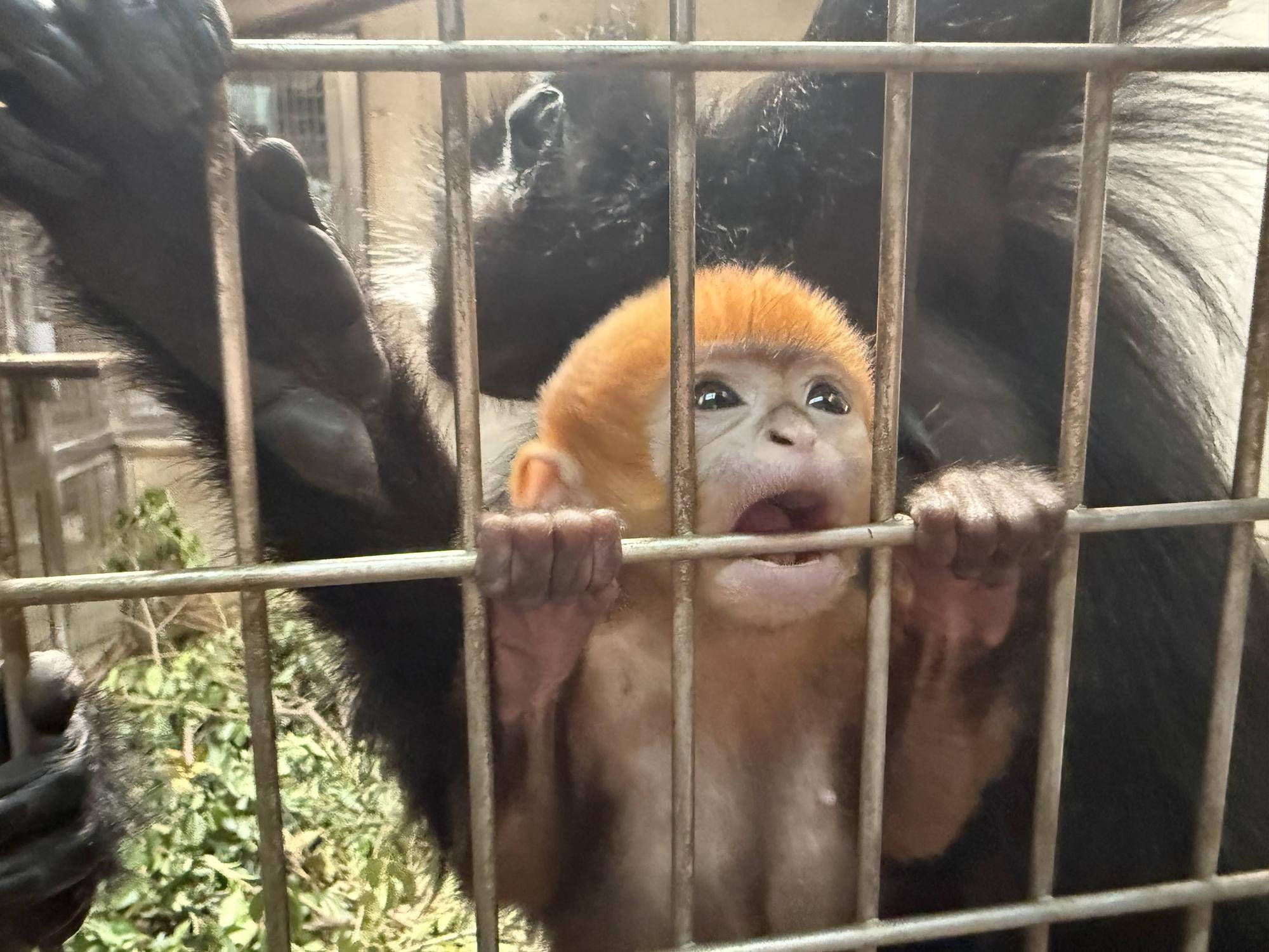 【飼育日誌】20250723：ナツダイダイの大大大成長記Lv1 (2).jpg