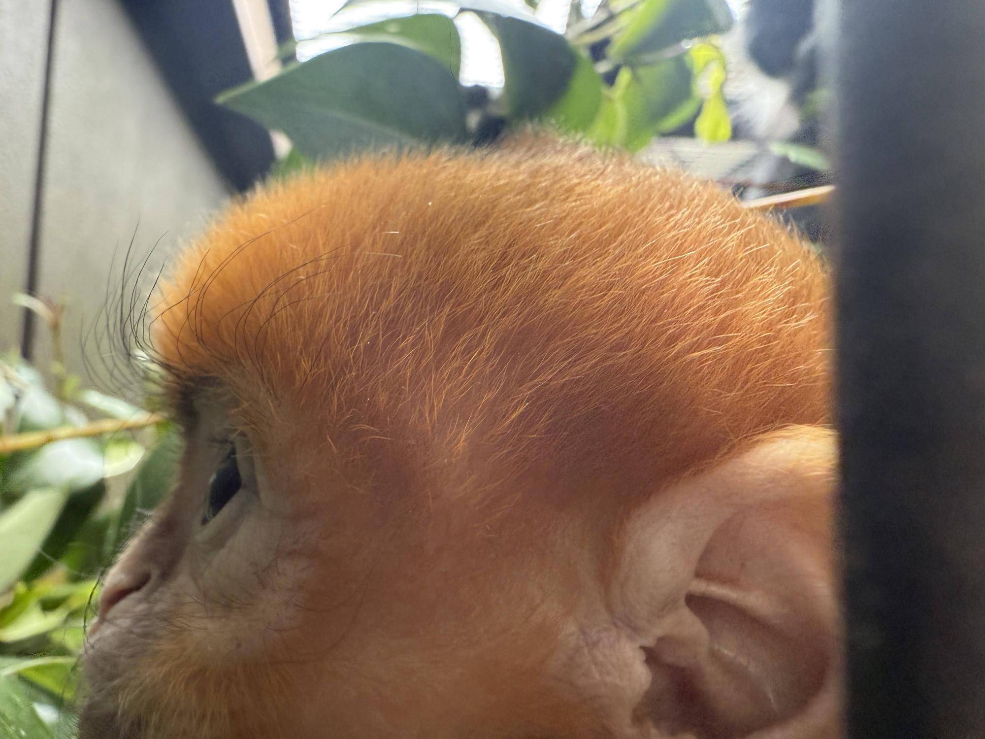 【飼育日誌】20250723：ナツダイダイの大大大成長記Lv1 (6).jpg