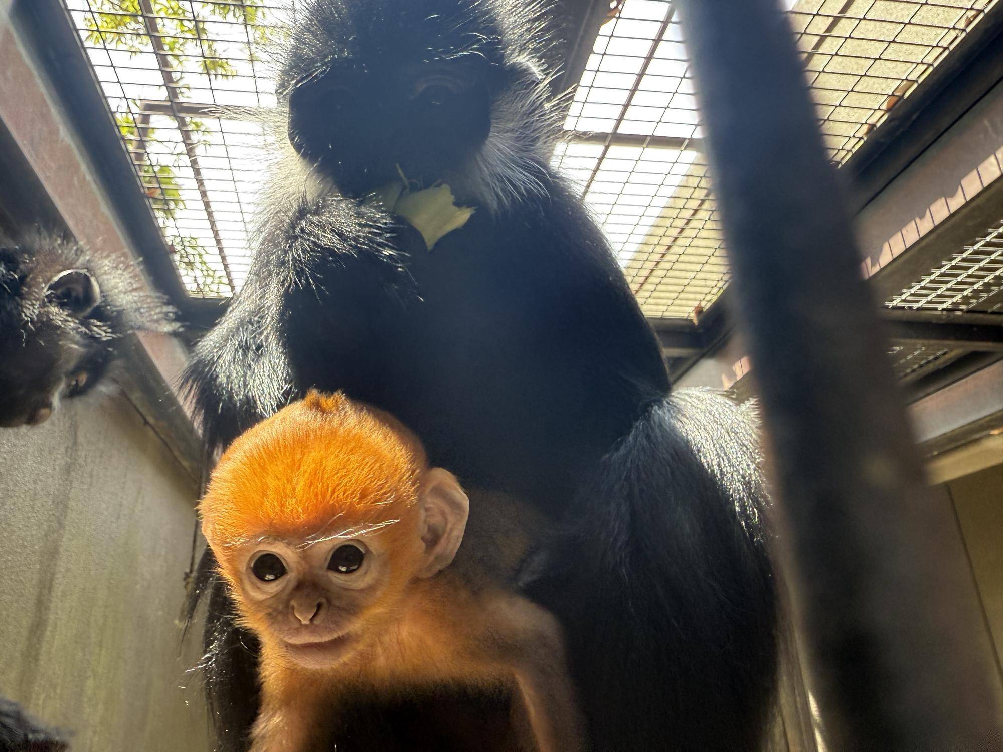 【飼育日誌】20250723：ナツダイダイの大大大成長記Lv1 (3).jpg