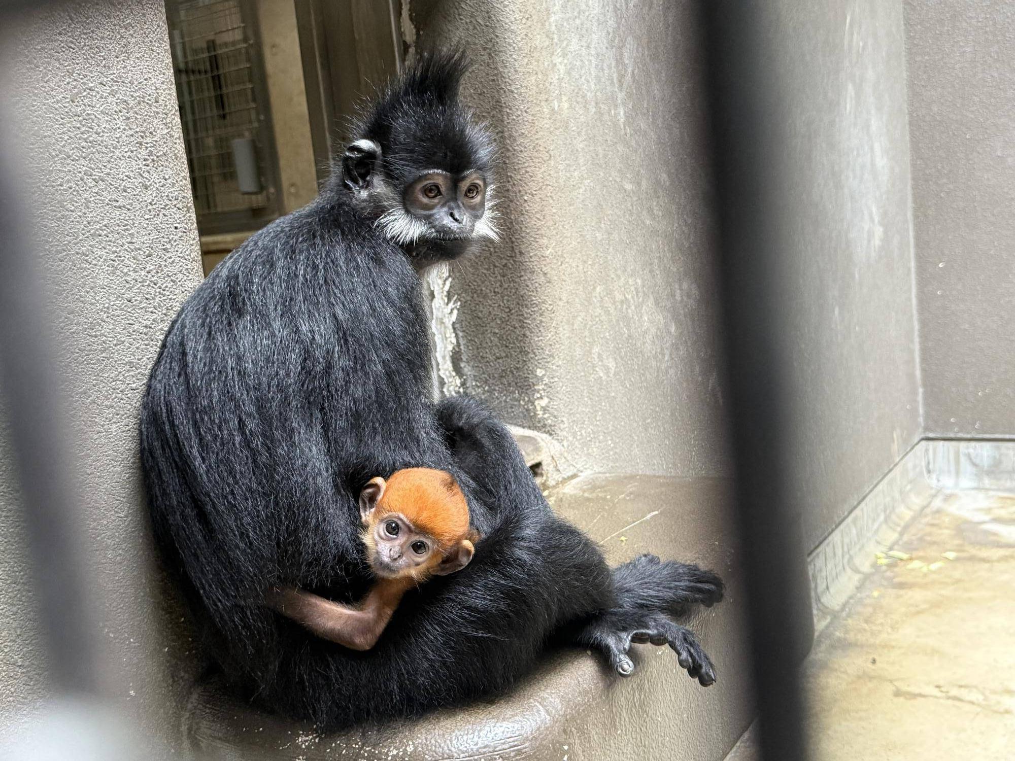 【飼育日誌】20250723：ナツダイダイの大大大成長記Lv1 (5).jpg