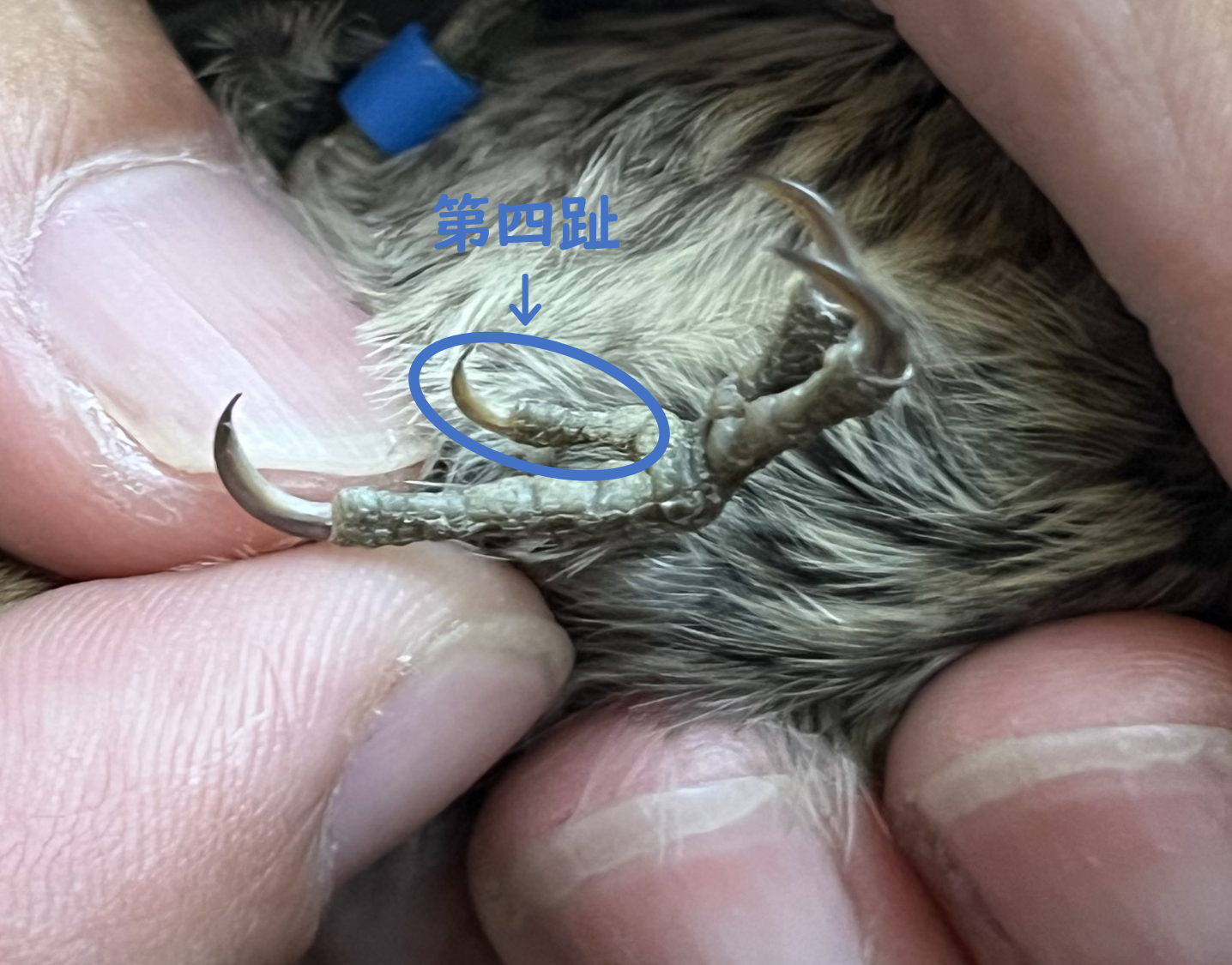 コゲラの第四趾 拡大版.png