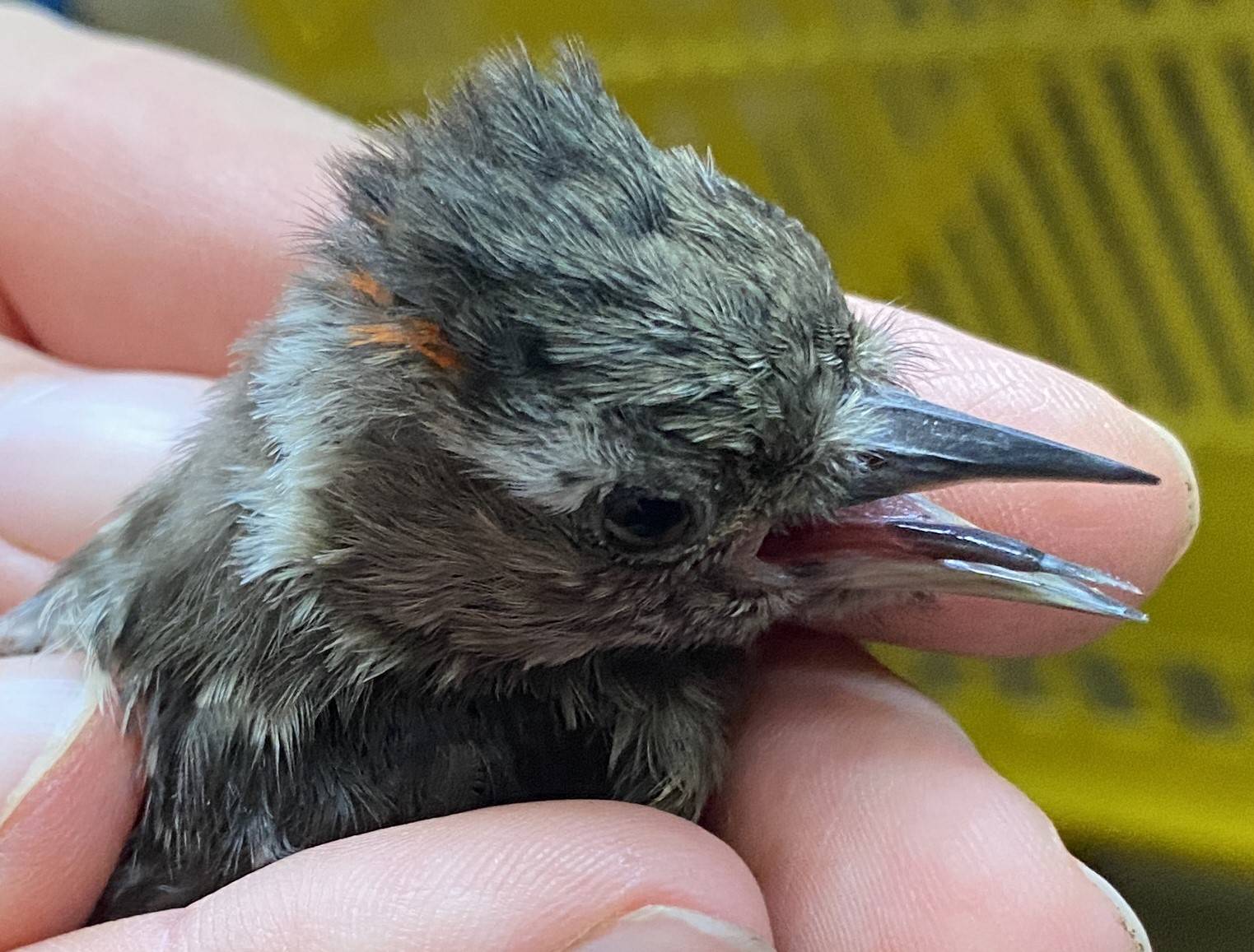 コゲラの頭部 オス.jpeg