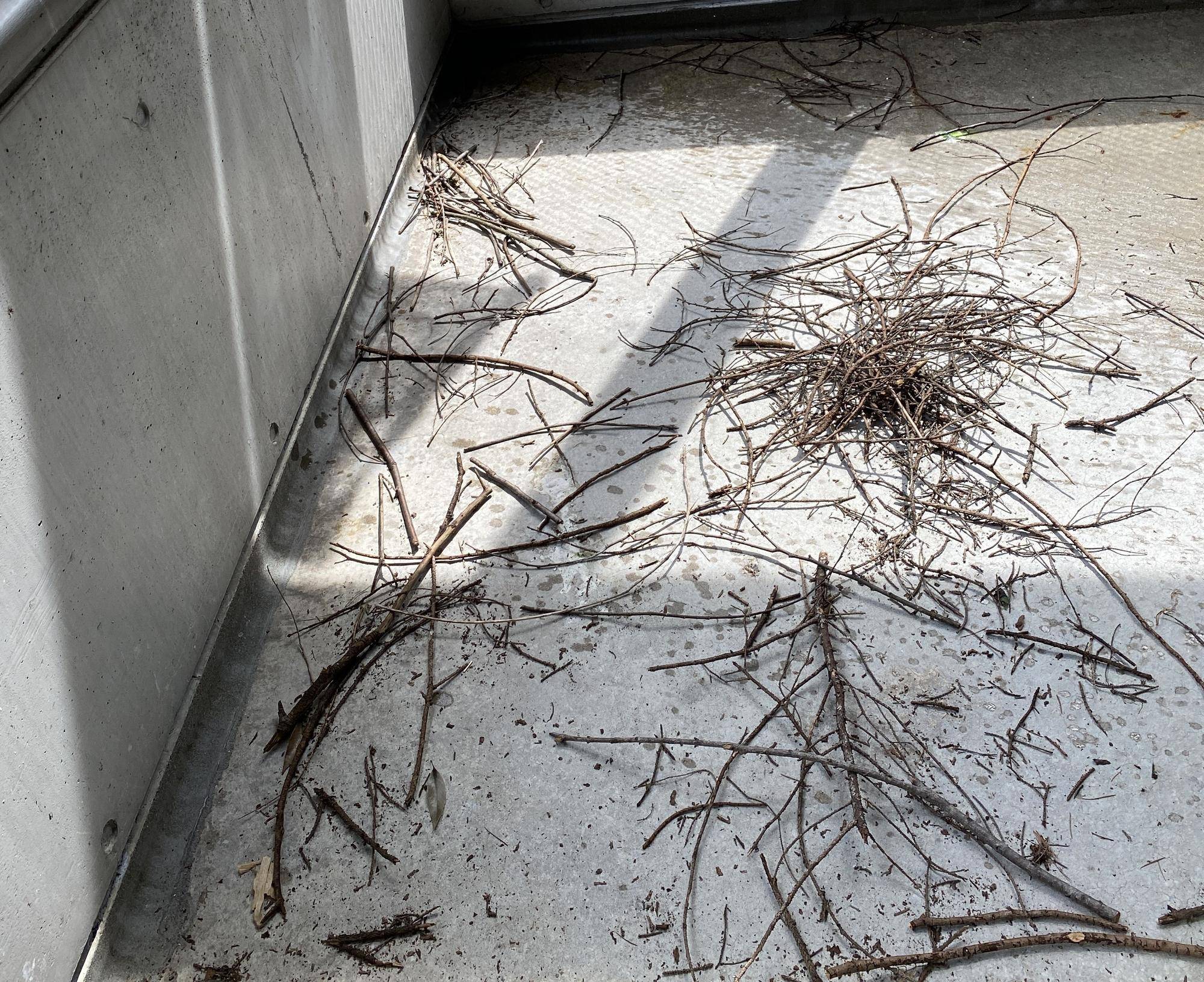 針葉樹いれてみました その後.jpeg