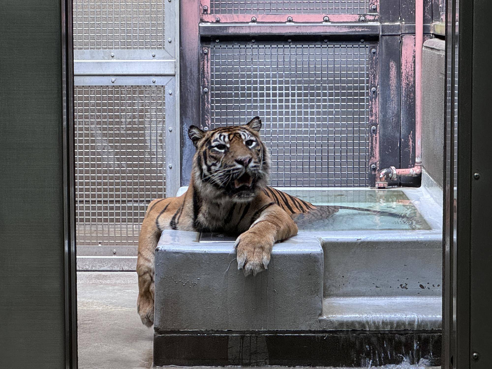 記念メダル　ズーラシア　スマトラトラ よこはま動物園ズーラシア】スマトラトラのデル🐯飼育員の