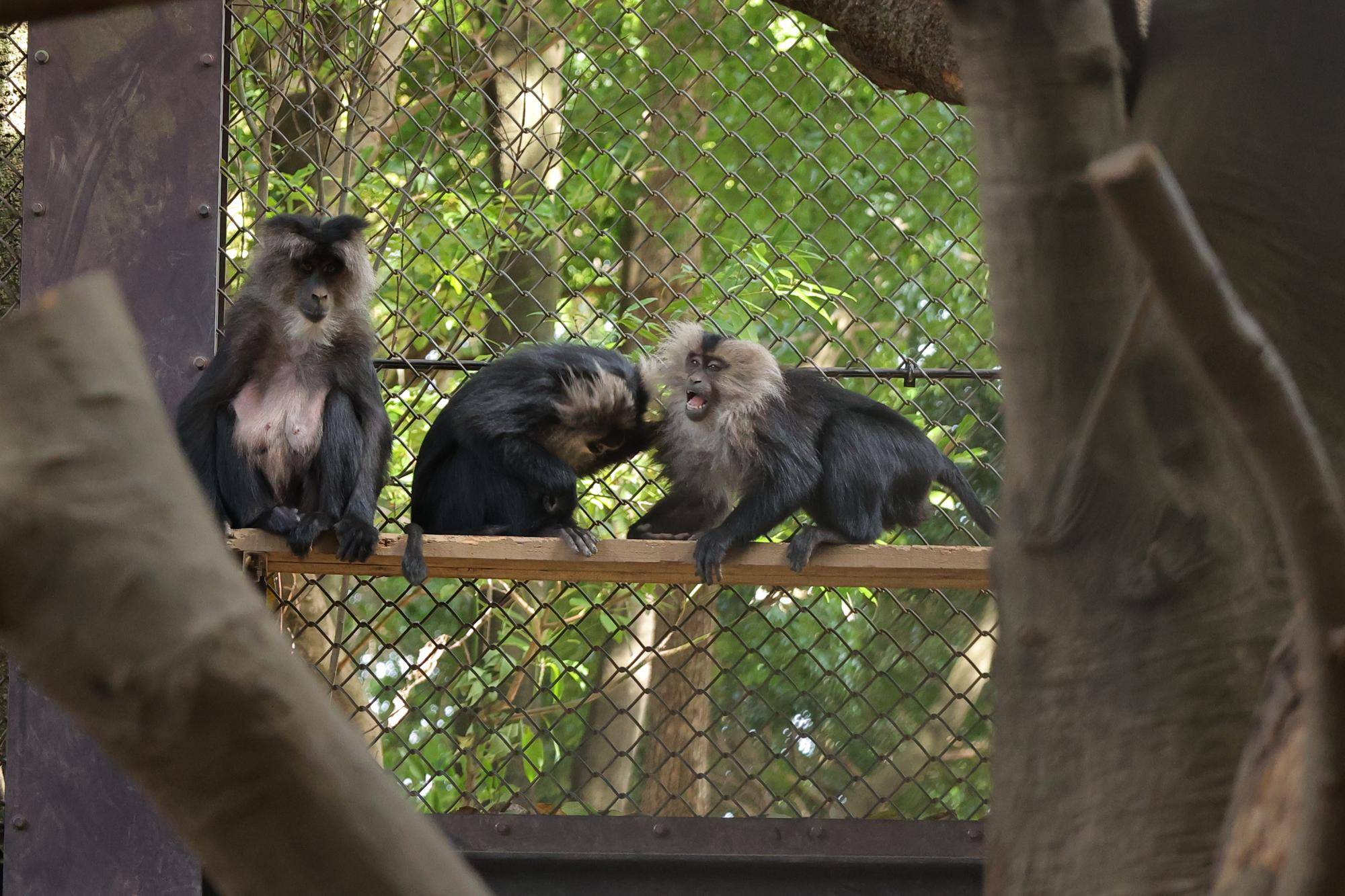 佇むナツ、じゃれ合うハマーとマナ