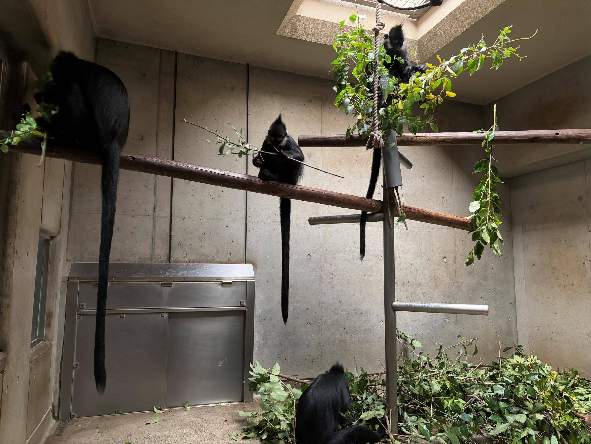 【飼育日誌】20250921:何をしているかな? 好きな枝葉を選んで食べているフランソワルトンたち.jpg