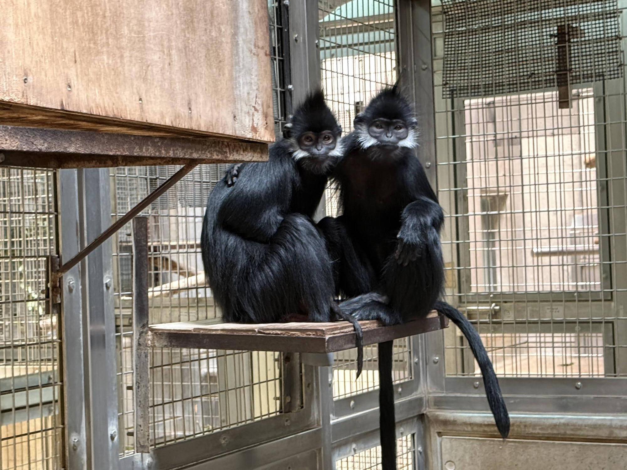 【飼育日誌】20251001：ナツダイダイの大大大成長記Lv2どっちがお母さん (4).jpg