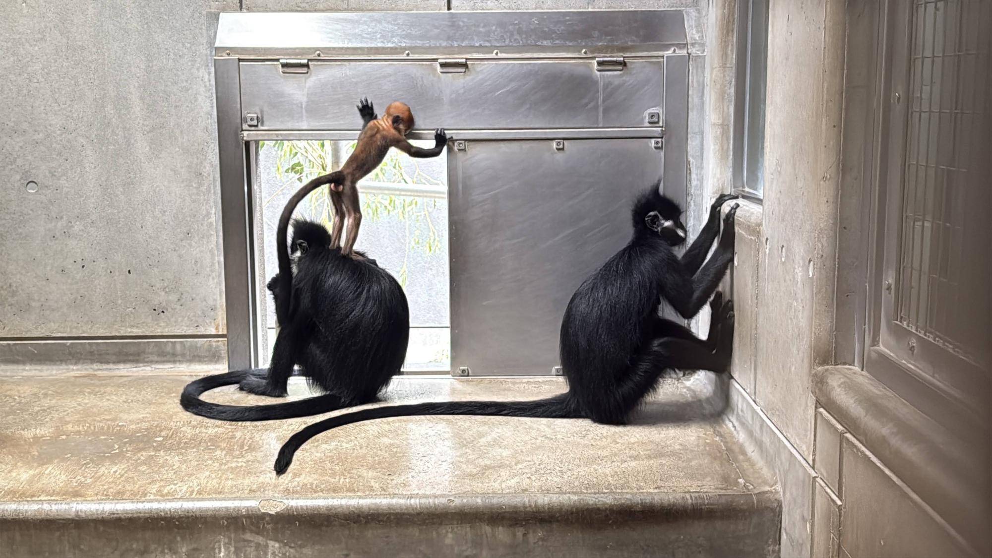 【飼育日誌】20251001：ナツダイダイの大大大成長記Lv2どっちがお母さん (10).jpg