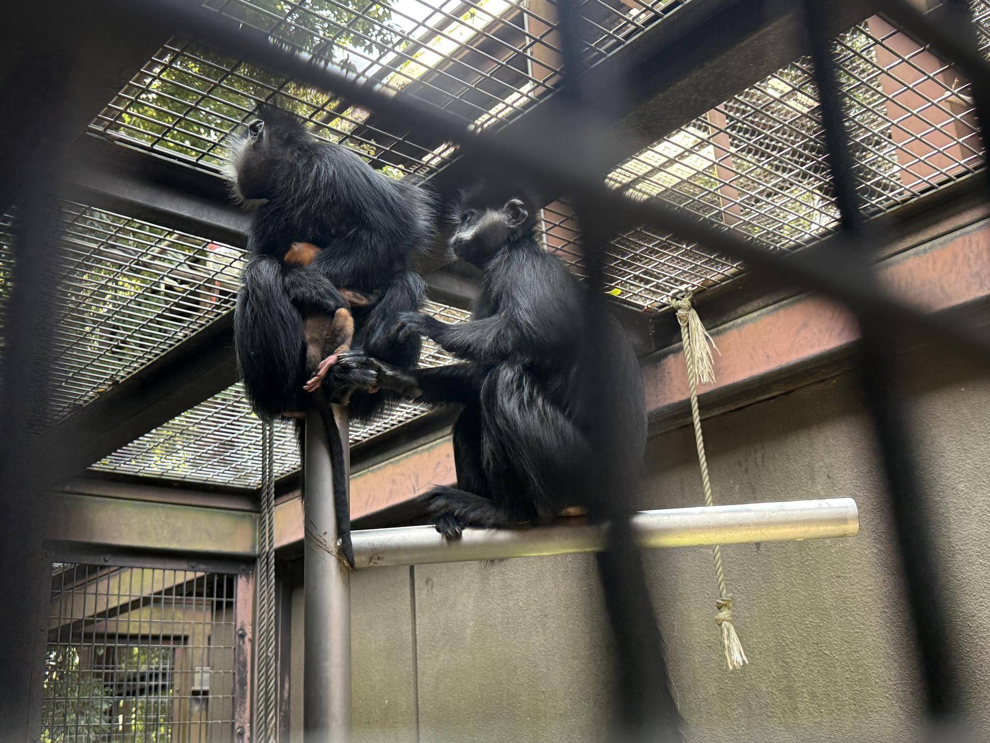 【飼育日誌】20251001：ナツダイダイの大大大成長記Lv2どっちがお母さん (5).jpg