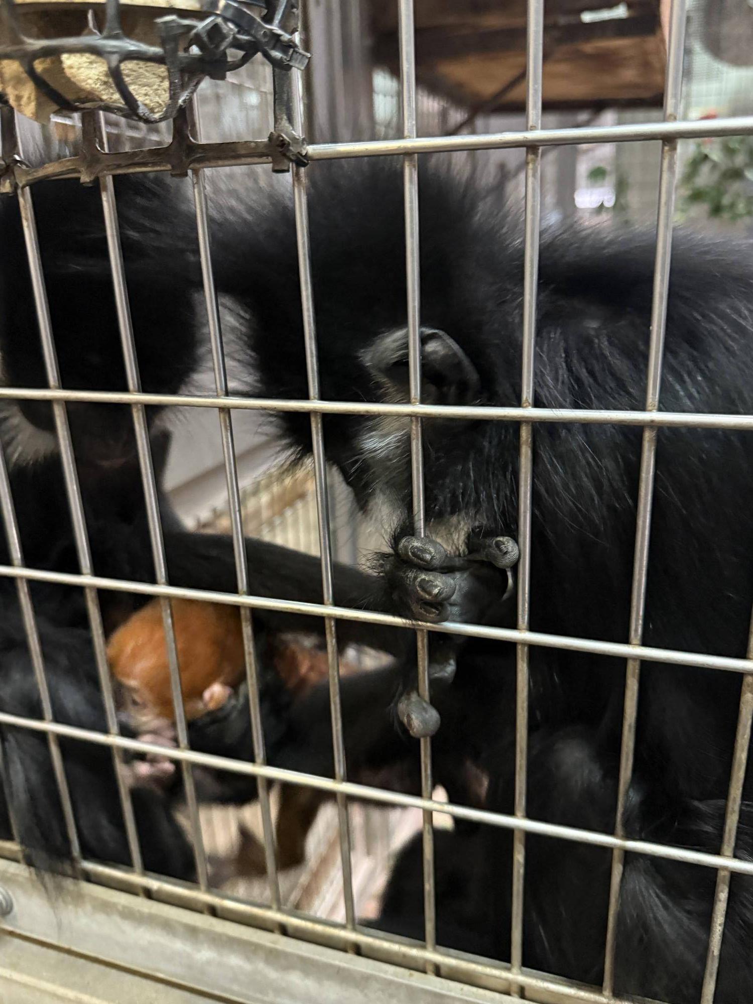 【飼育日誌】20251001：ナツダイダイの大大大成長記Lv2どっちがお母さん (6).jpg