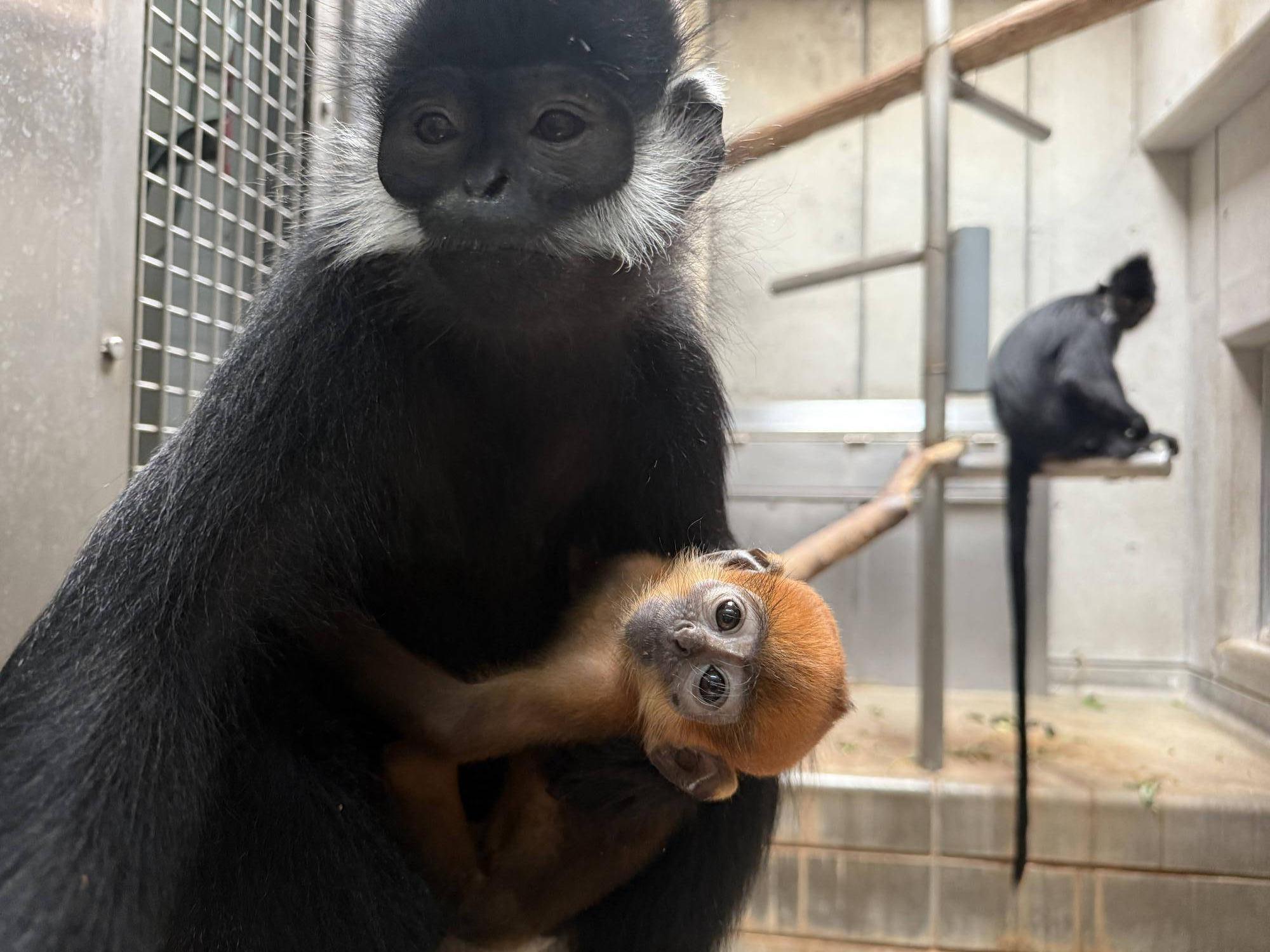【飼育日誌】20251001：ナツダイダイの大大大成長記Lv2どっちがお母さん (3).jpg