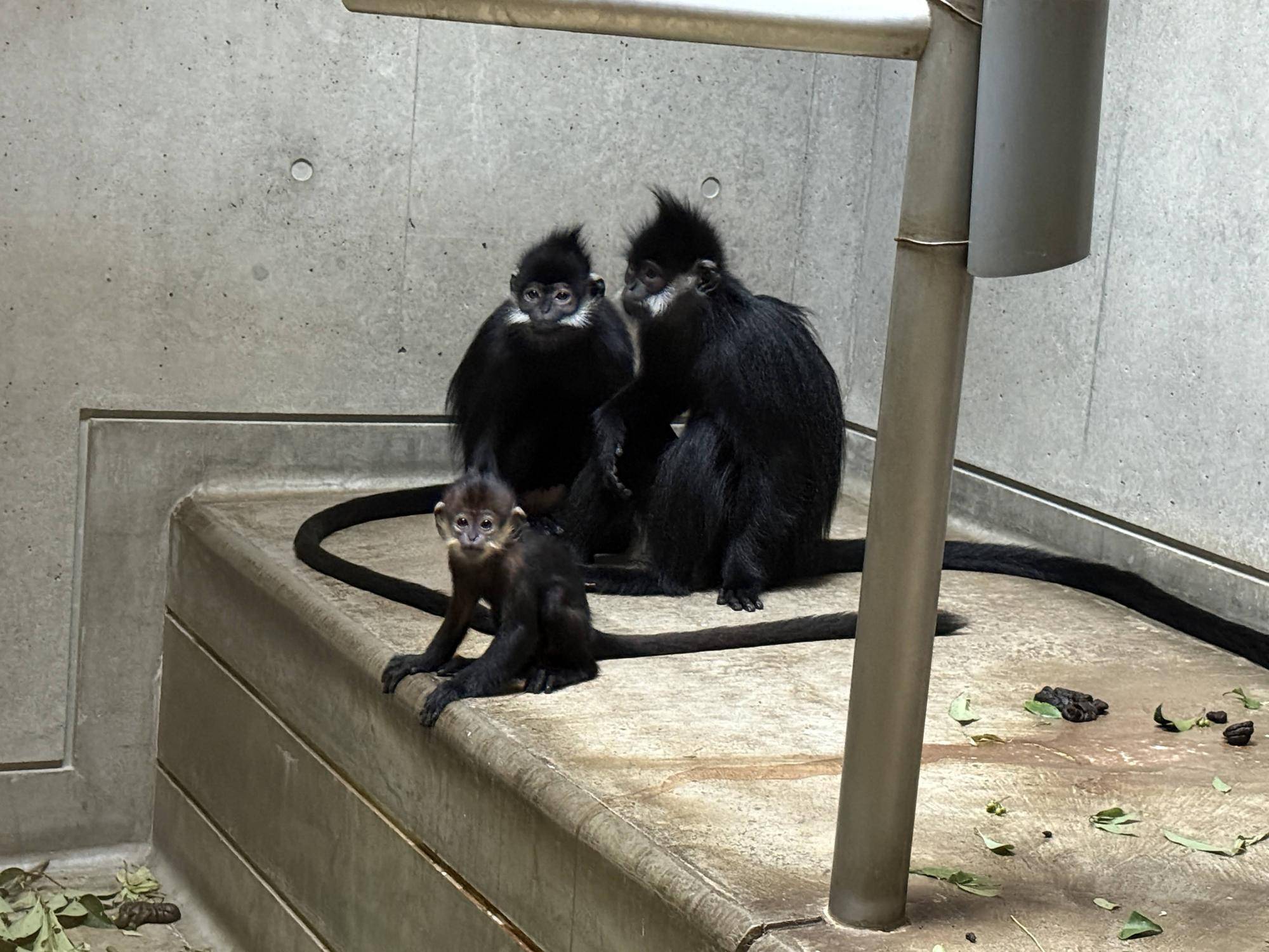 【飼育日誌】20251001：ナツダイダイの大大大成長記Lv2どっちがお母さん (2).jpg