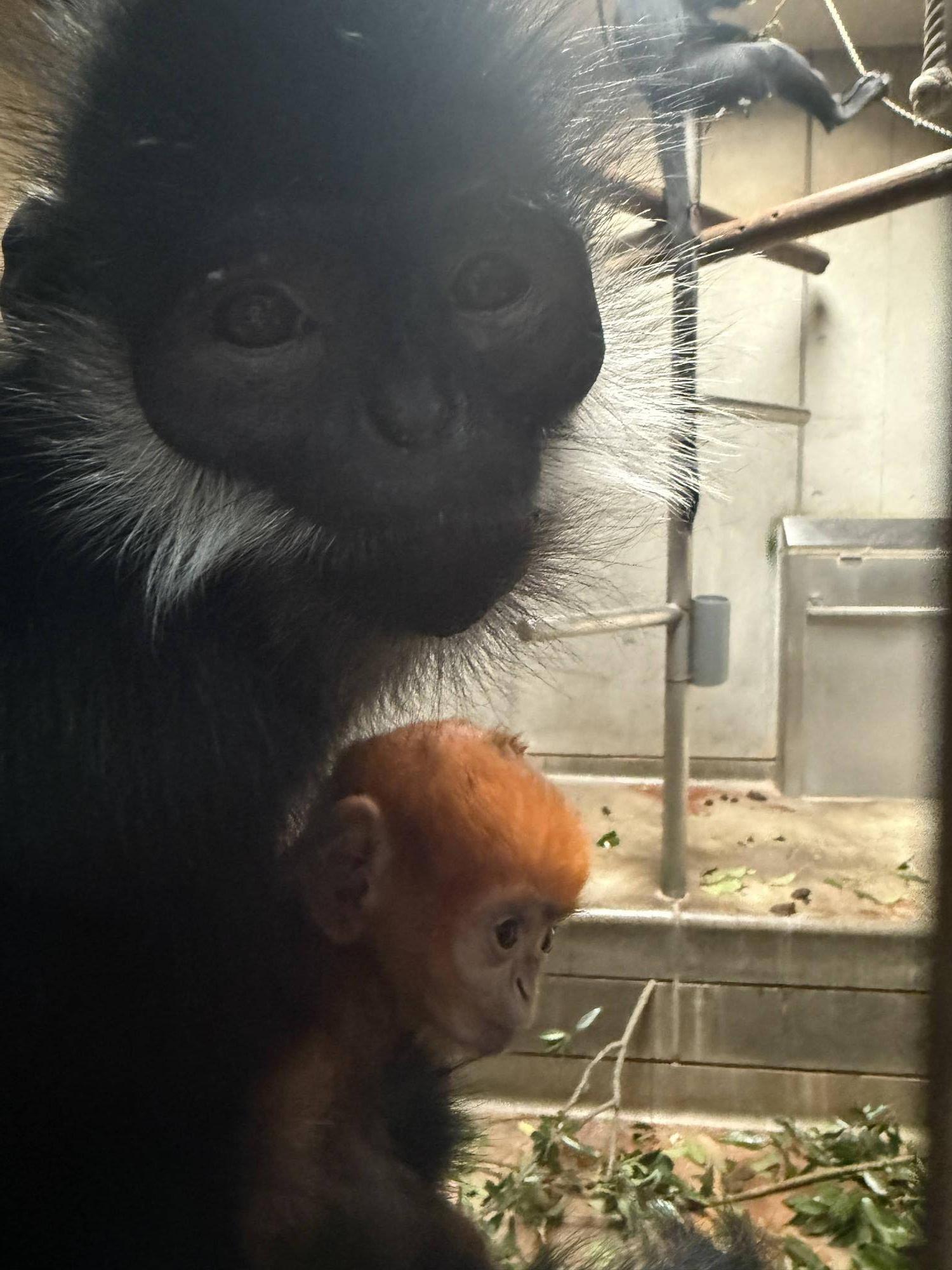 【飼育日誌】20251001：ナツダイダイの大大大成長記Lv2どっちがお母さん (7).jpg