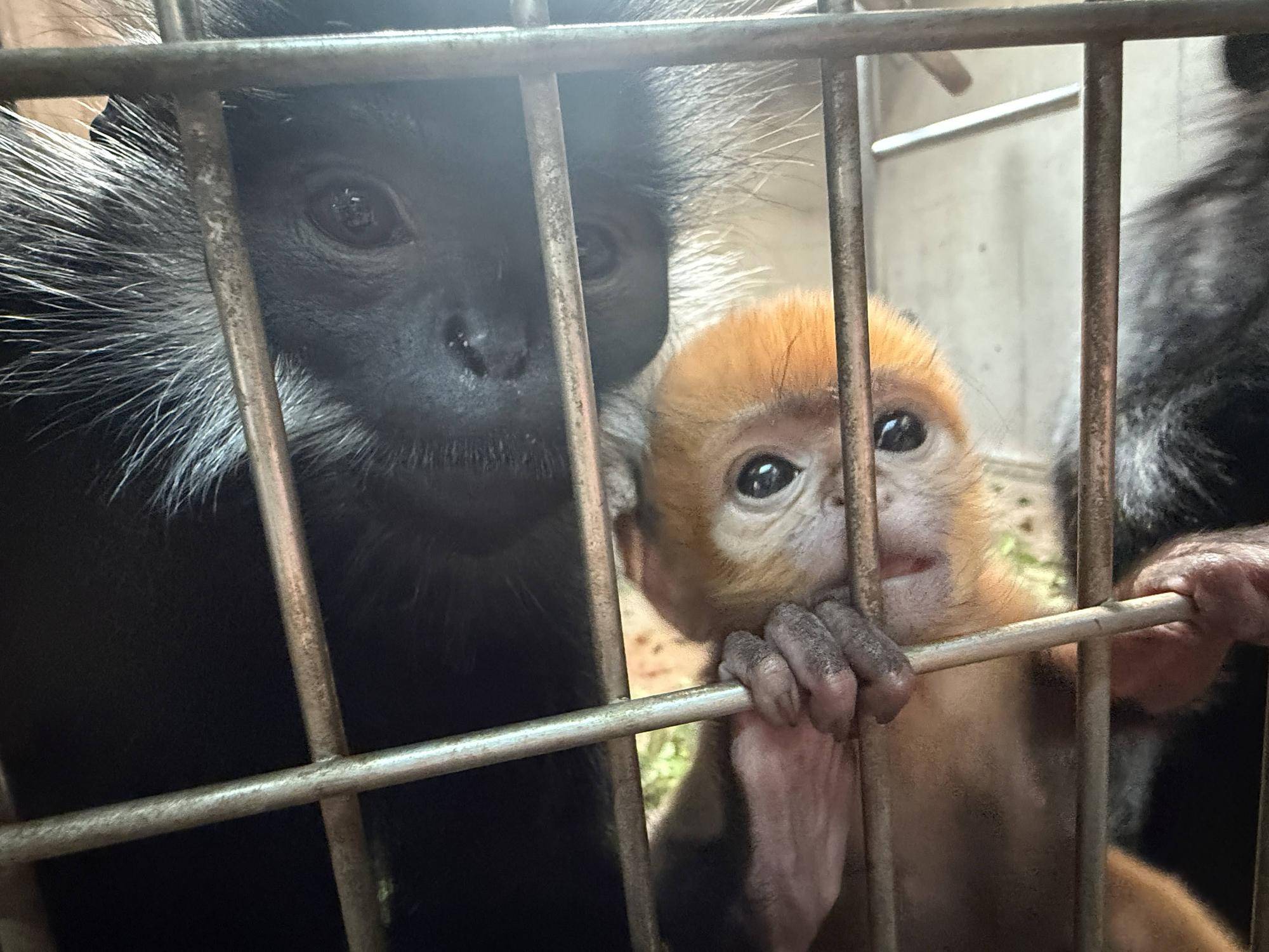 【飼育日誌】20251001：ナツダイダイの大大大成長記Lv2どっちがお母さん (9).jpg