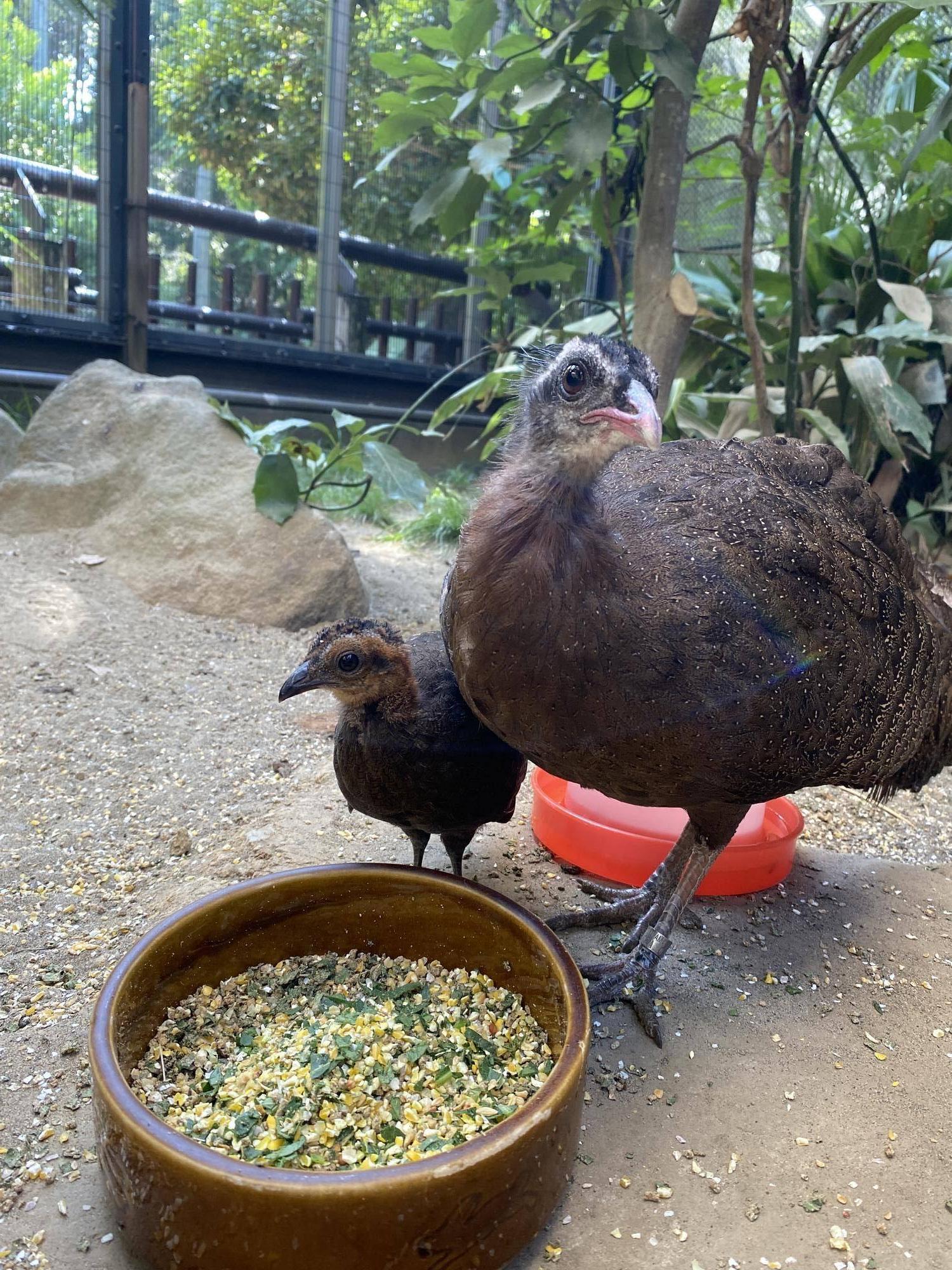 母親とヒナ こちらを見ている