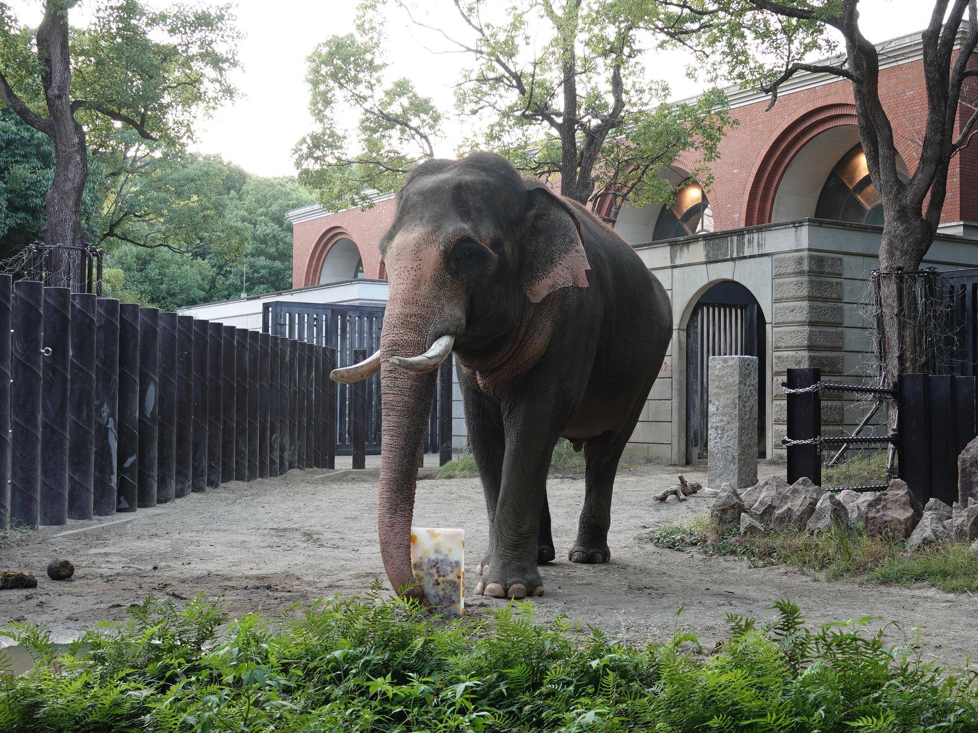 氷をチェックするラスクマル