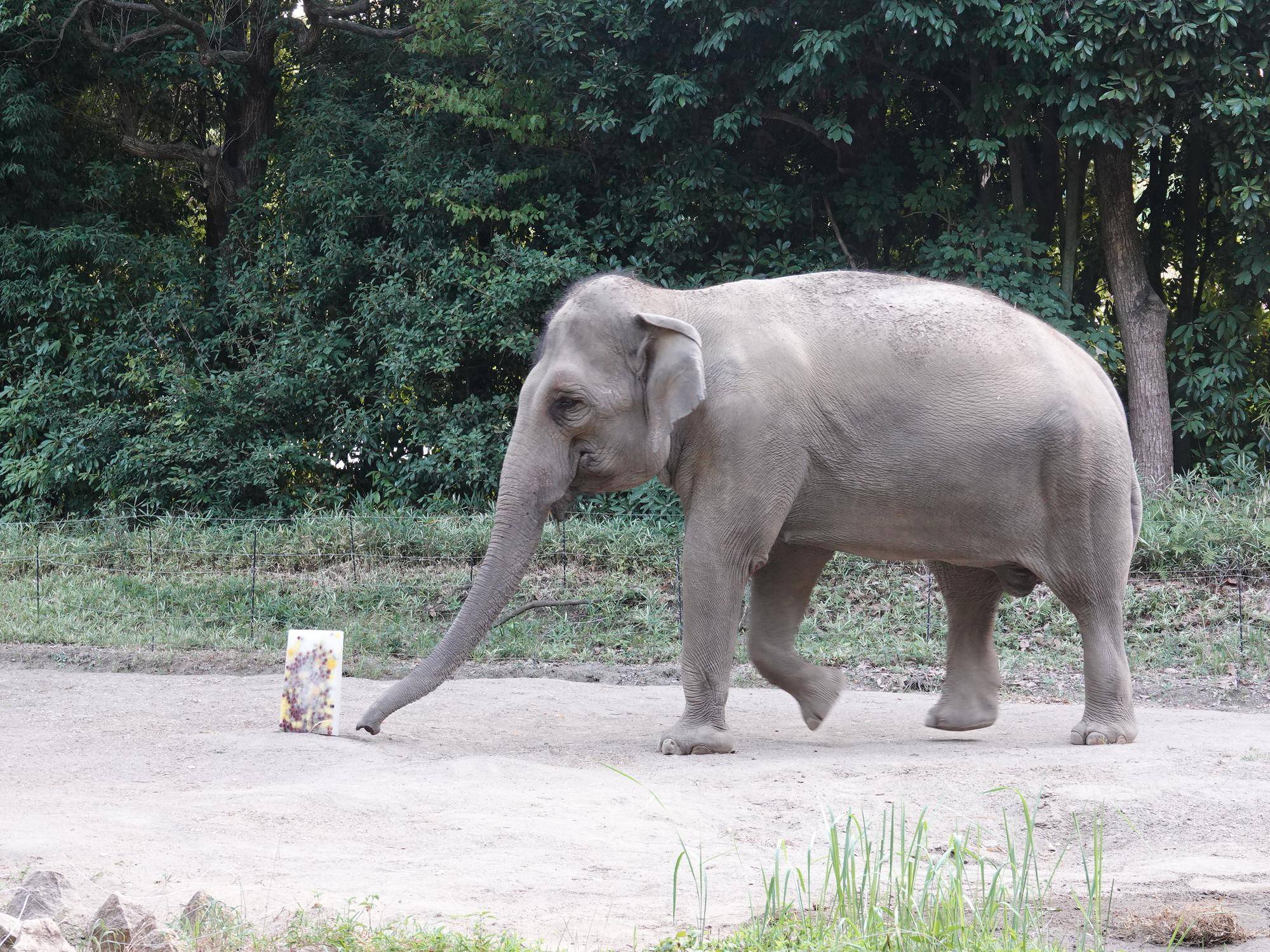氷に歩み寄るシュリー
