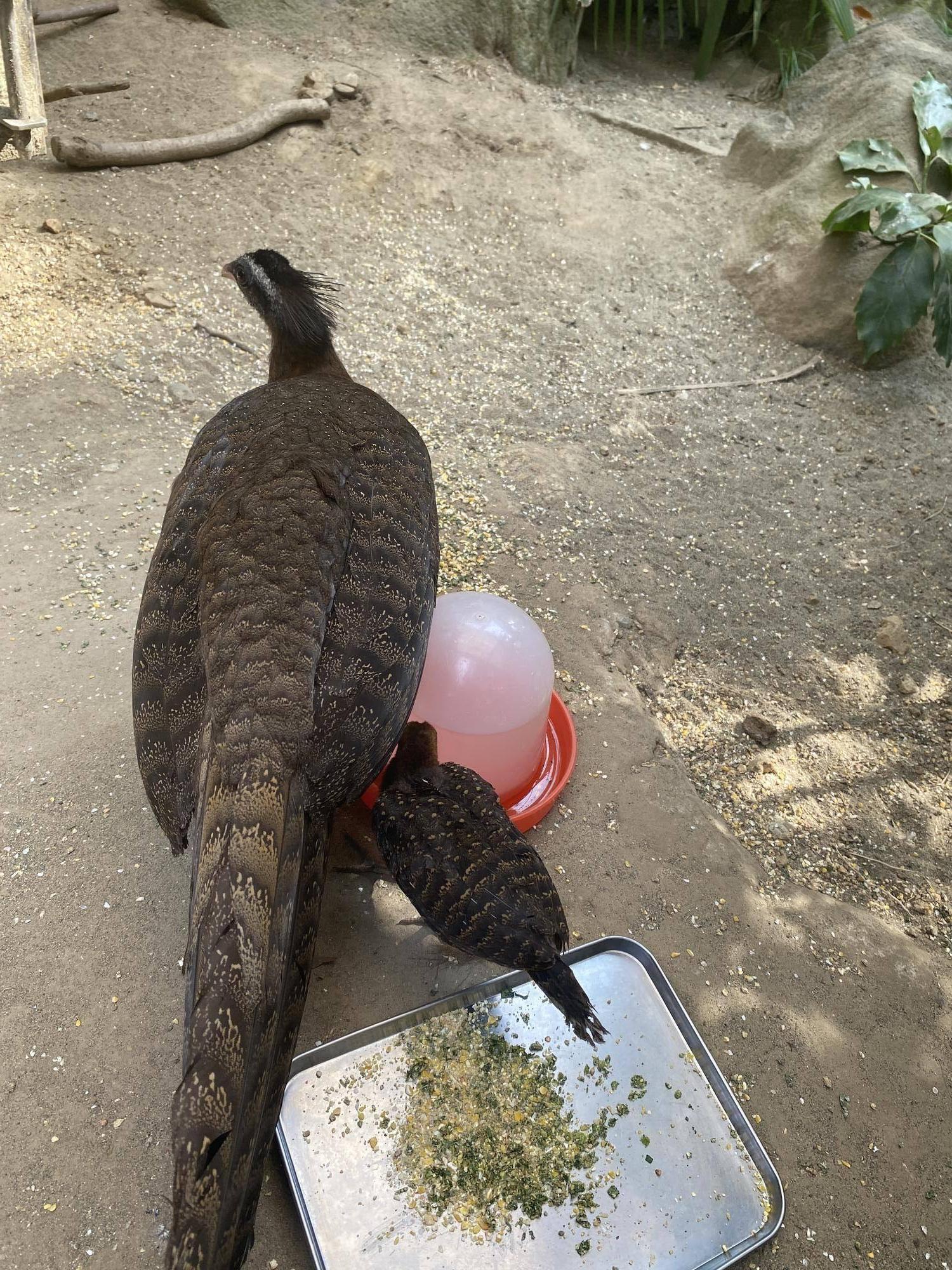 母親とヒナ 後ろ姿