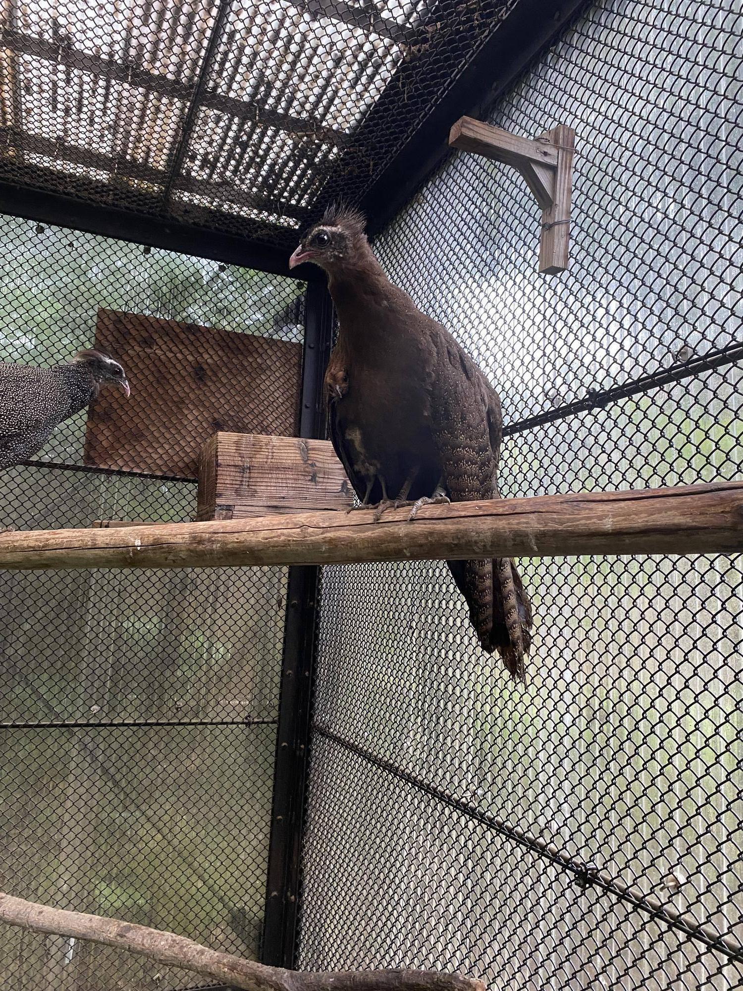 母親とヒナ雨宿り中①