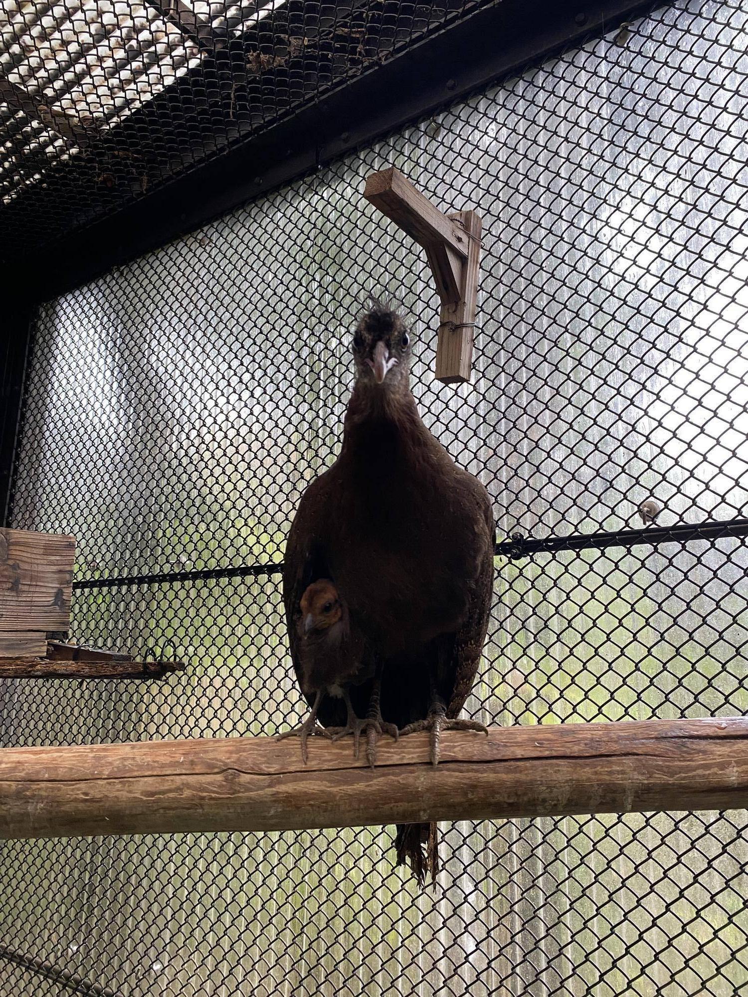 母親で雨宿りする姿