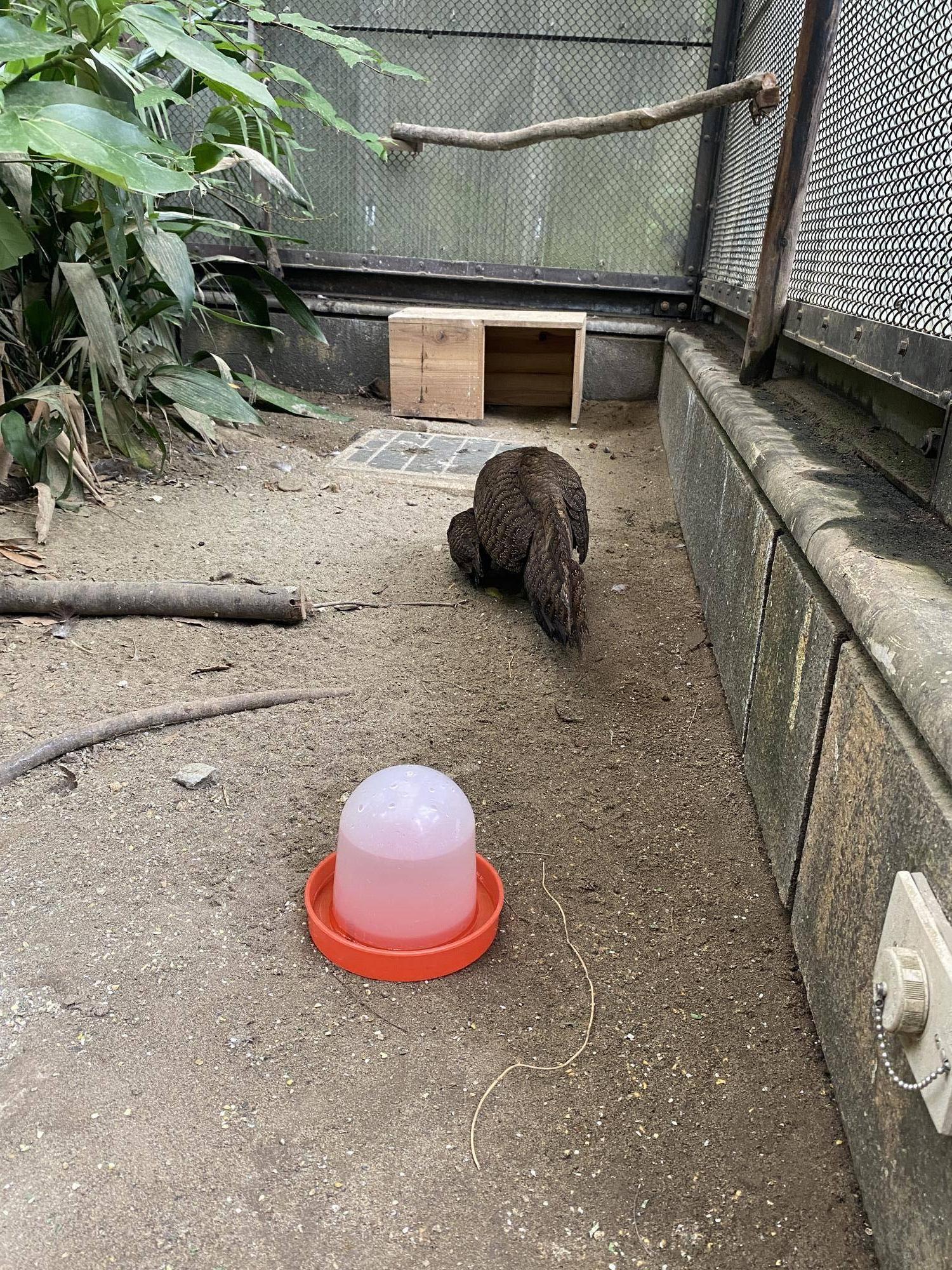 母親とヒナ 何かをみつけている姿