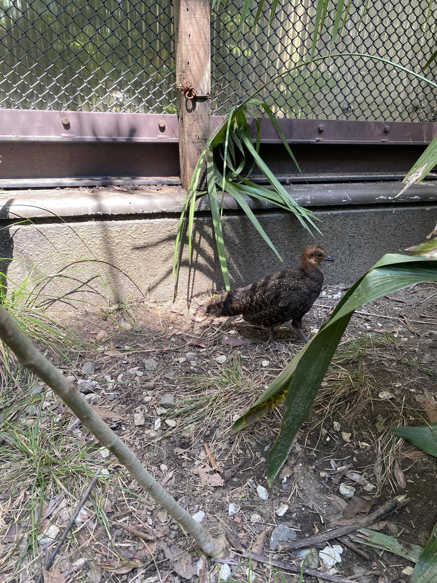 ヒナ1羽での行動