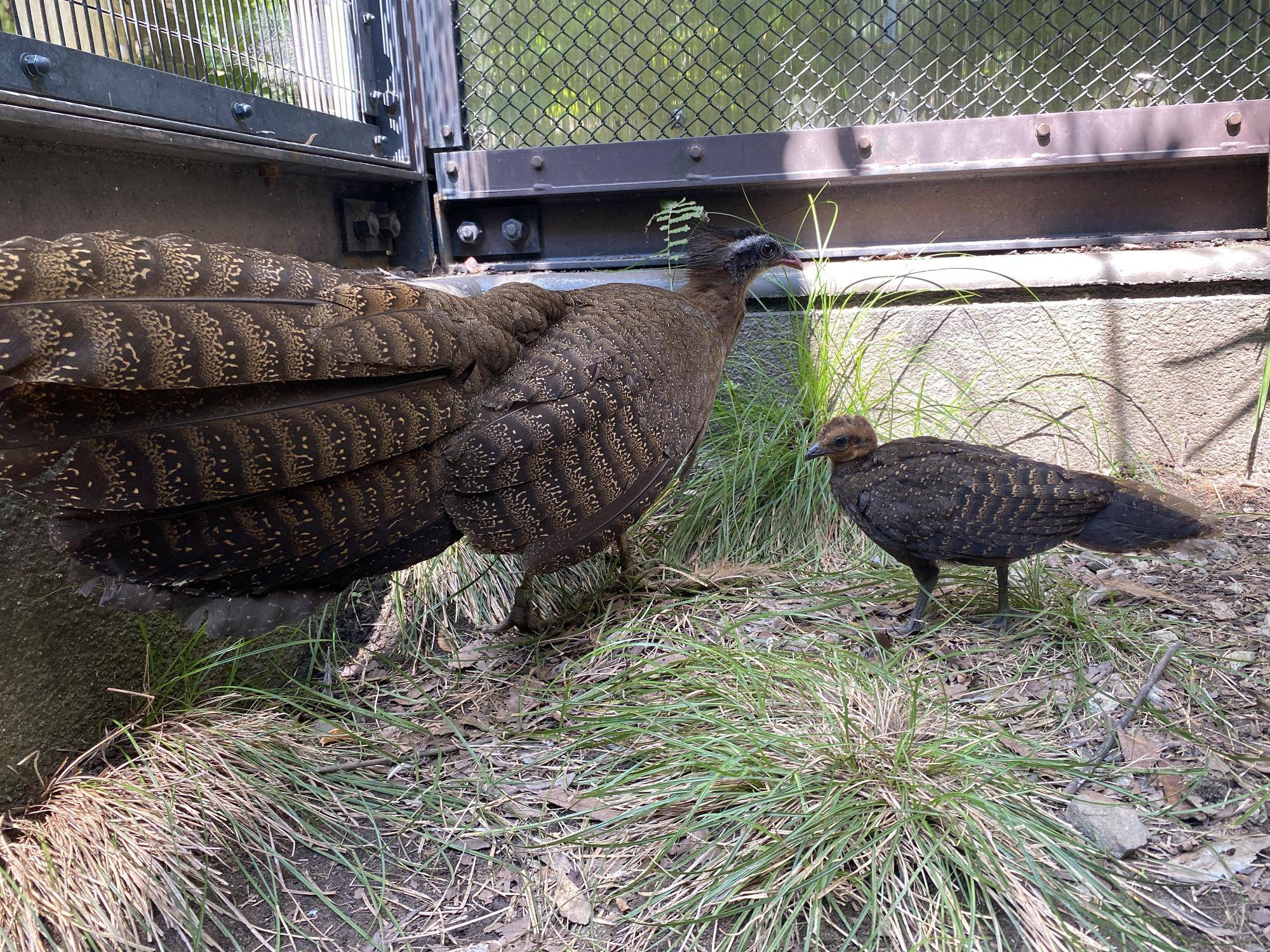 そっくりな母親とヒナ