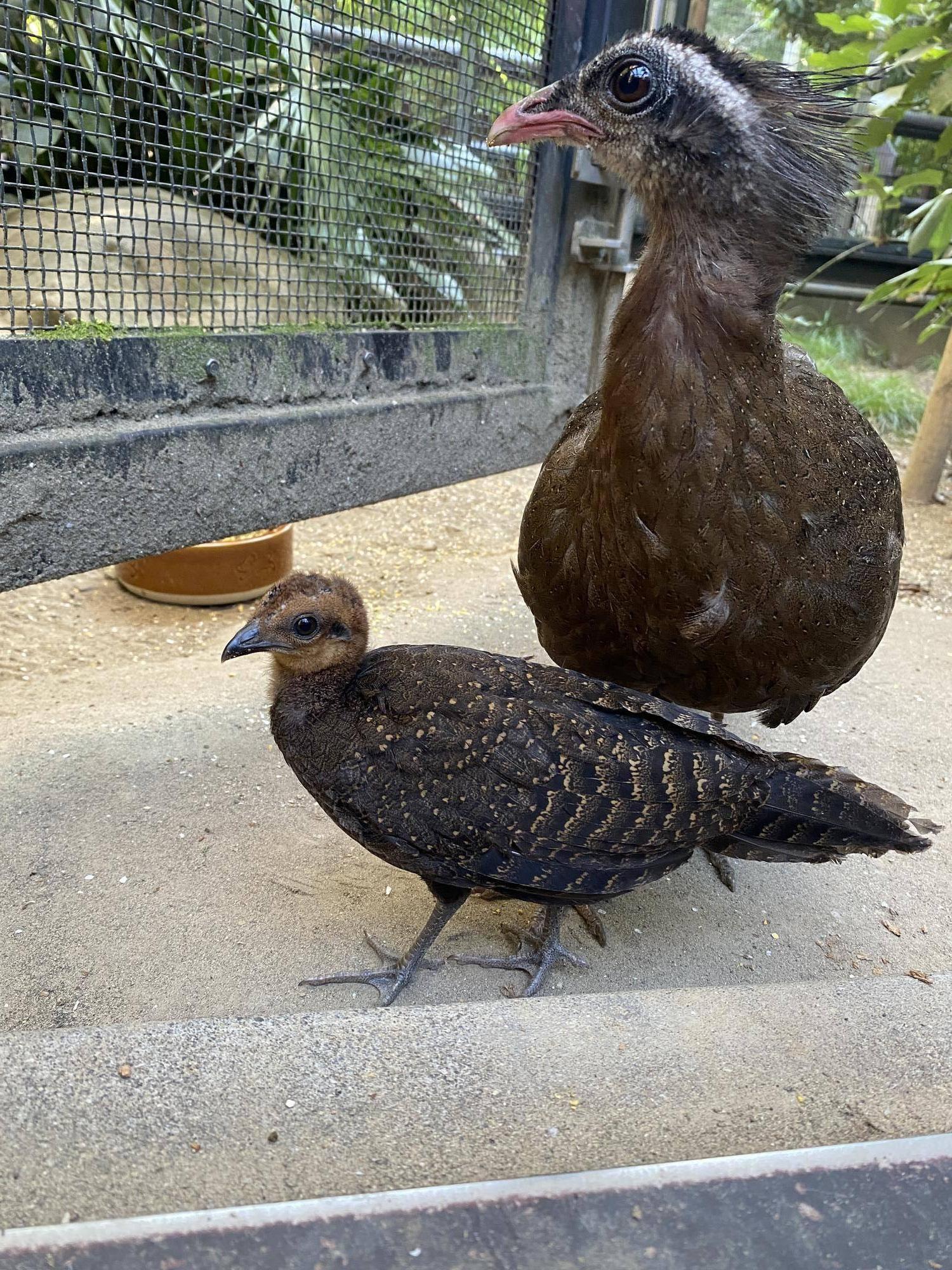 こちらを見る母親とヒナ