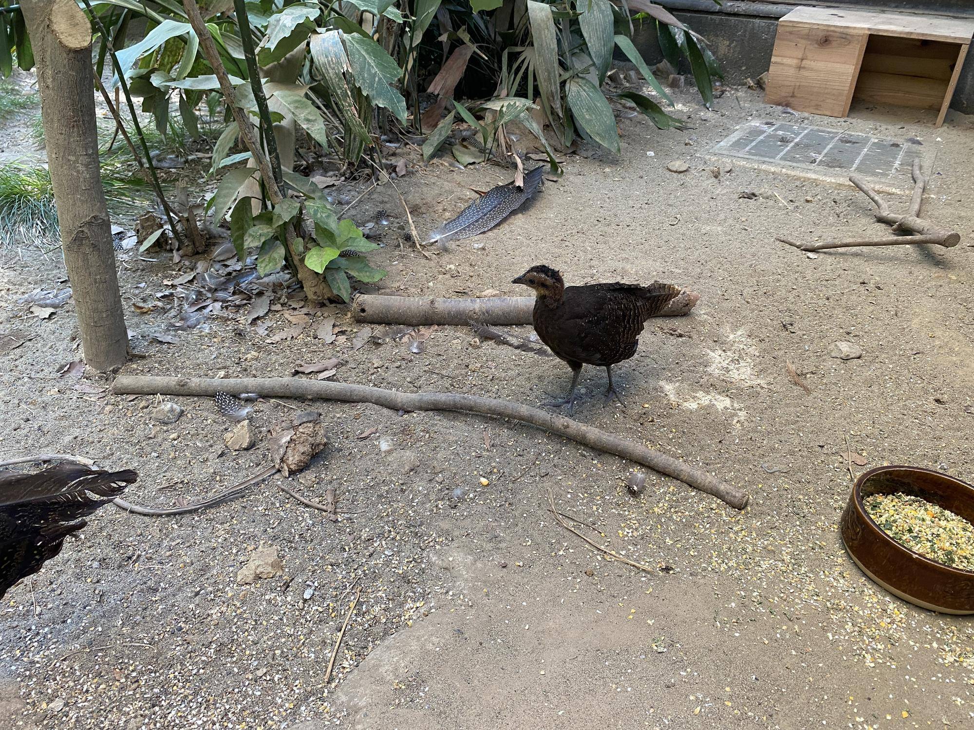 ヒナ1羽での行動