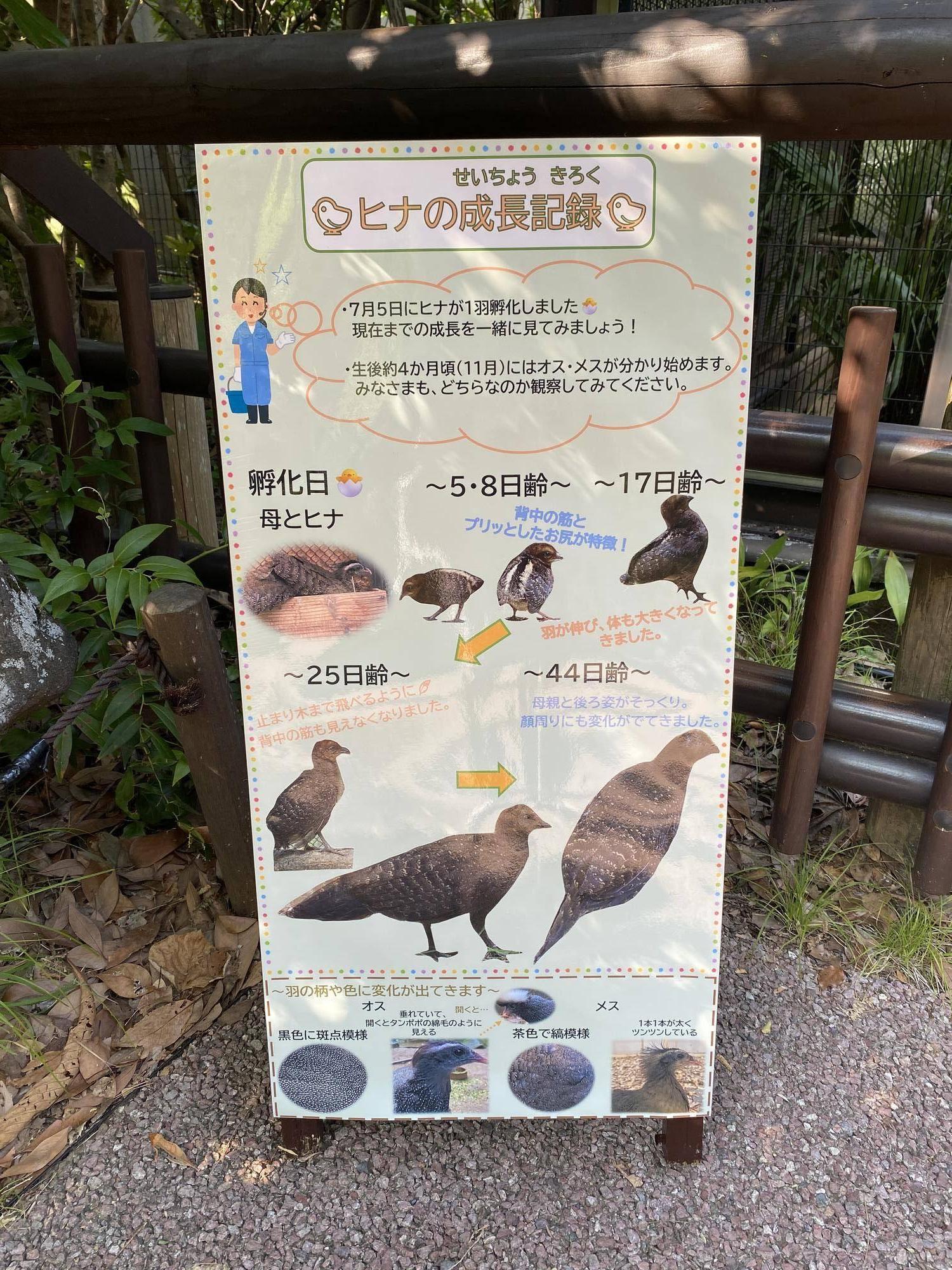 カンムリセイランのヒナ看板