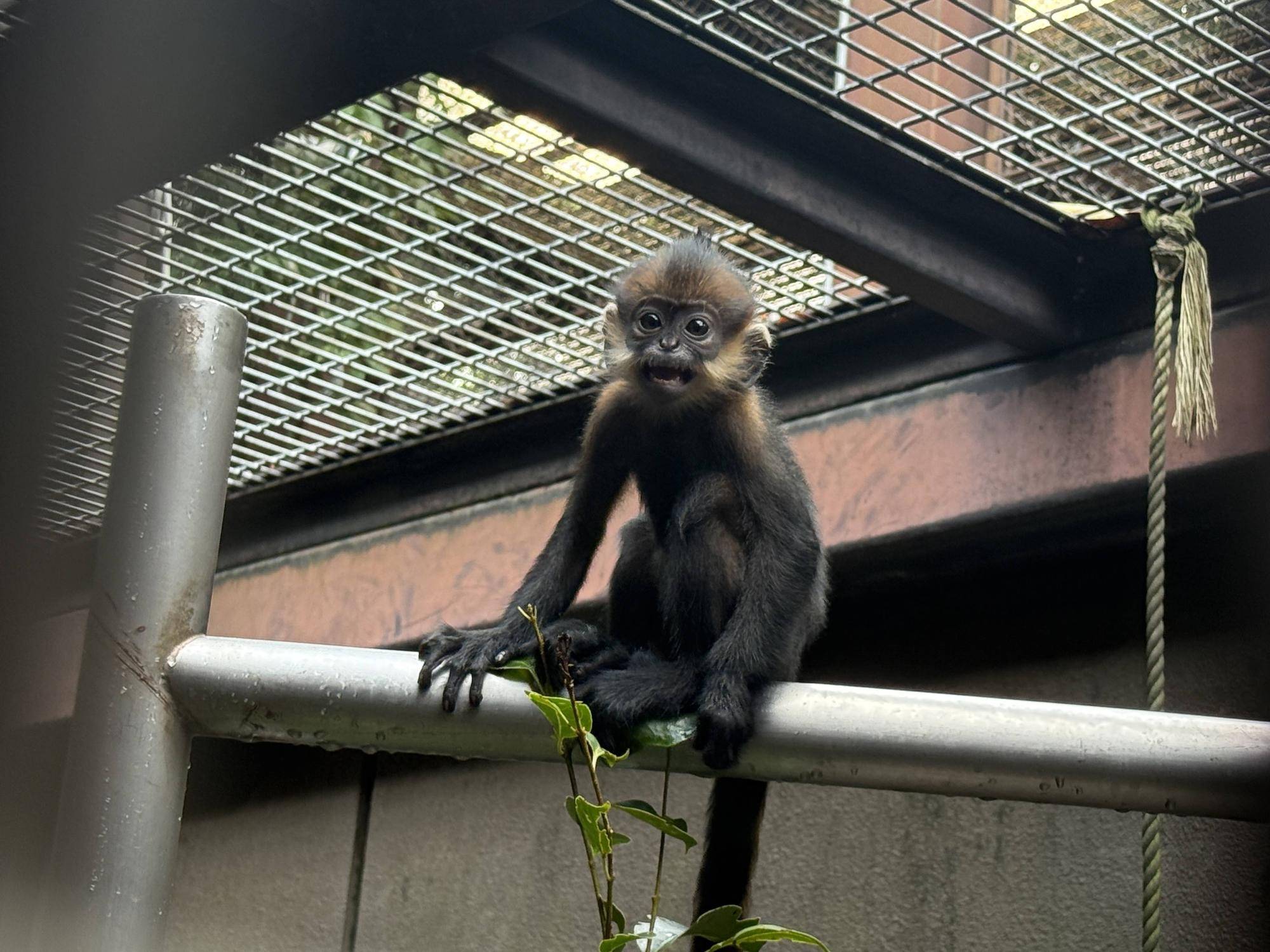 【飼育日誌】20251001：ナツダイダイの大大大成長記Lv2どっちがお母さん (12).jpg