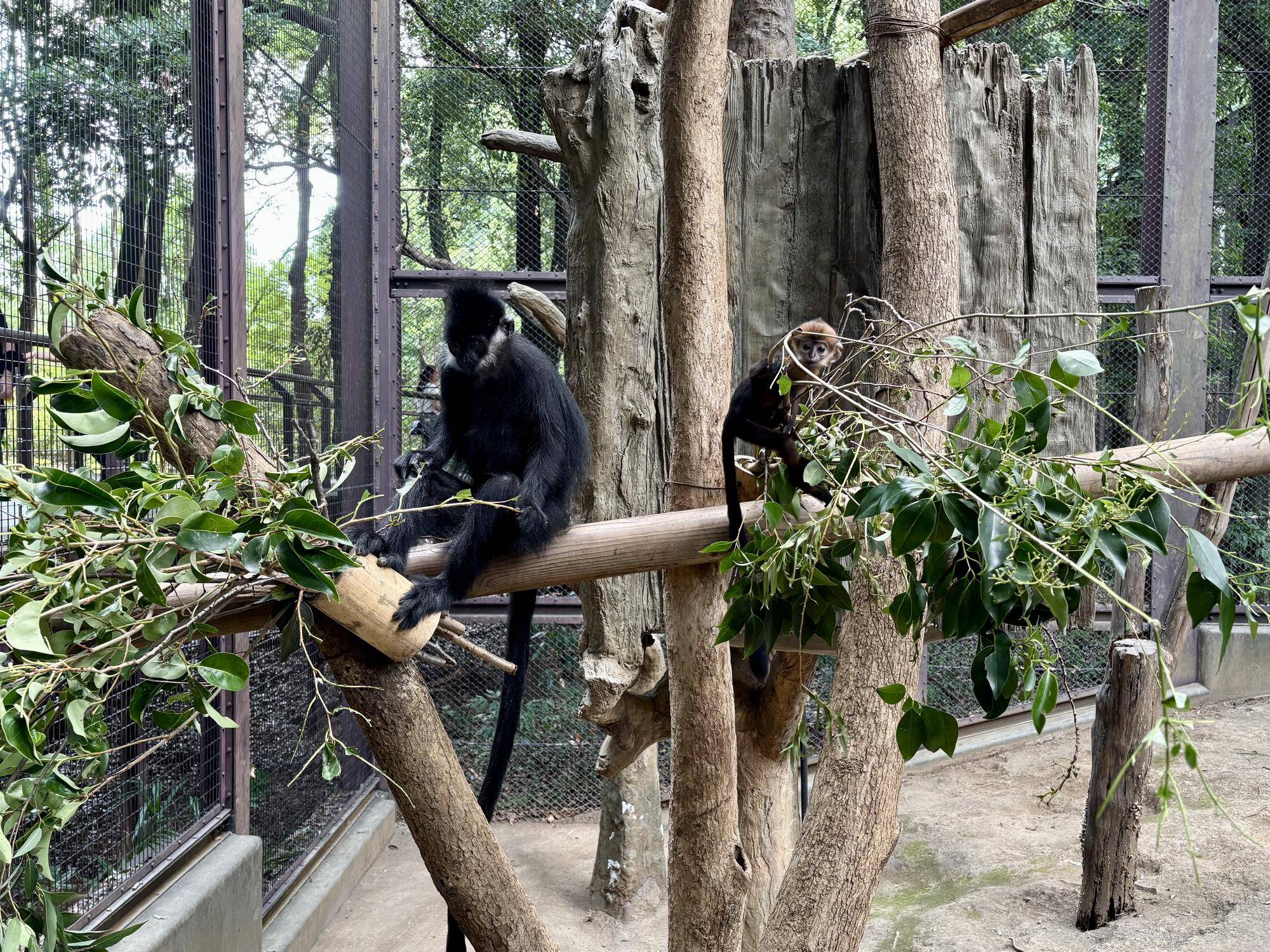 【飼育日誌】20250921:何をしているかな? 展示場に設置している枝葉を食べるチョコ.jpeg