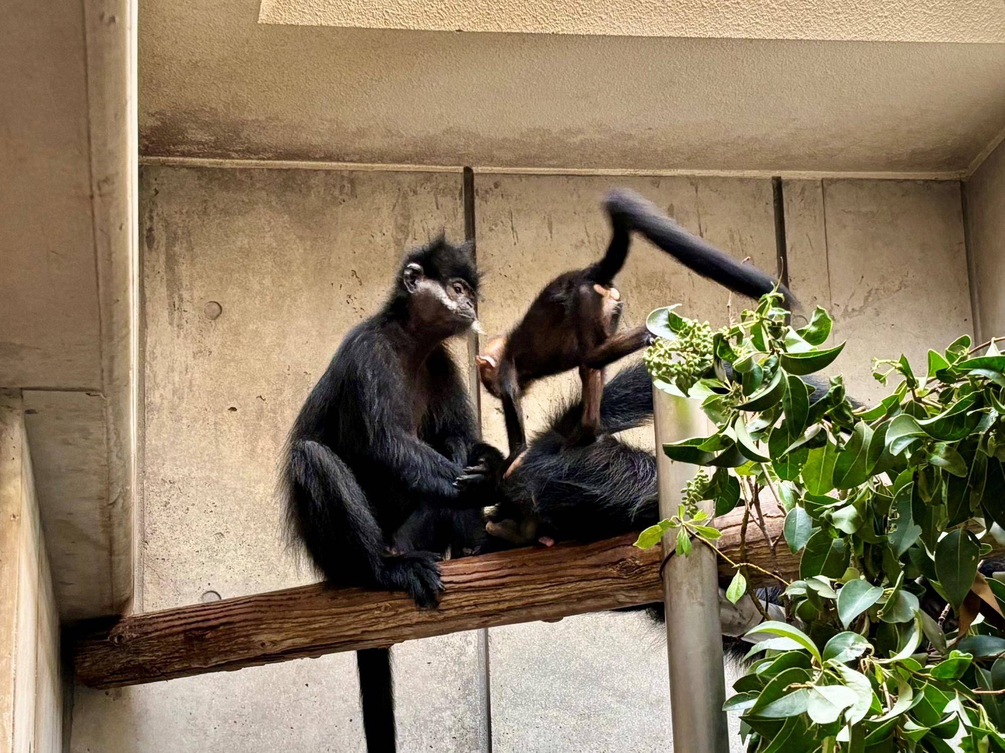 【飼育日誌】20250921:何をしているかな? 父親のタンタンの上でバランスを取るミント.jpg