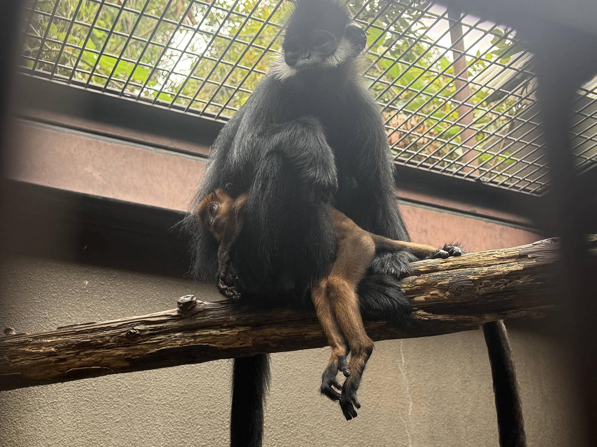 【飼育日誌】20251001：ナツダイダイの大大大成長記Lv2どっちがお母さん (13).jpg