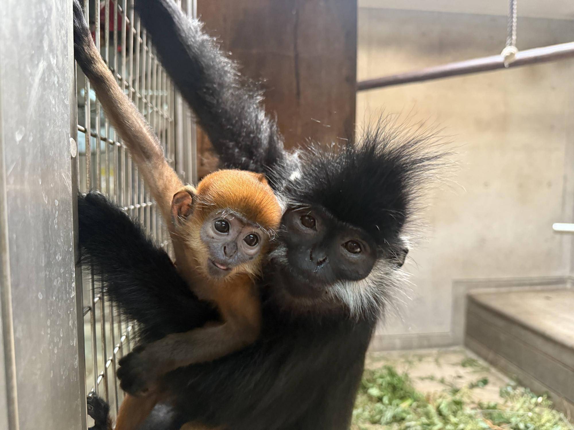 【飼育日誌】20251001：ナツダイダイの大大大成長記Lv2どっちがお母さん (11).jpg