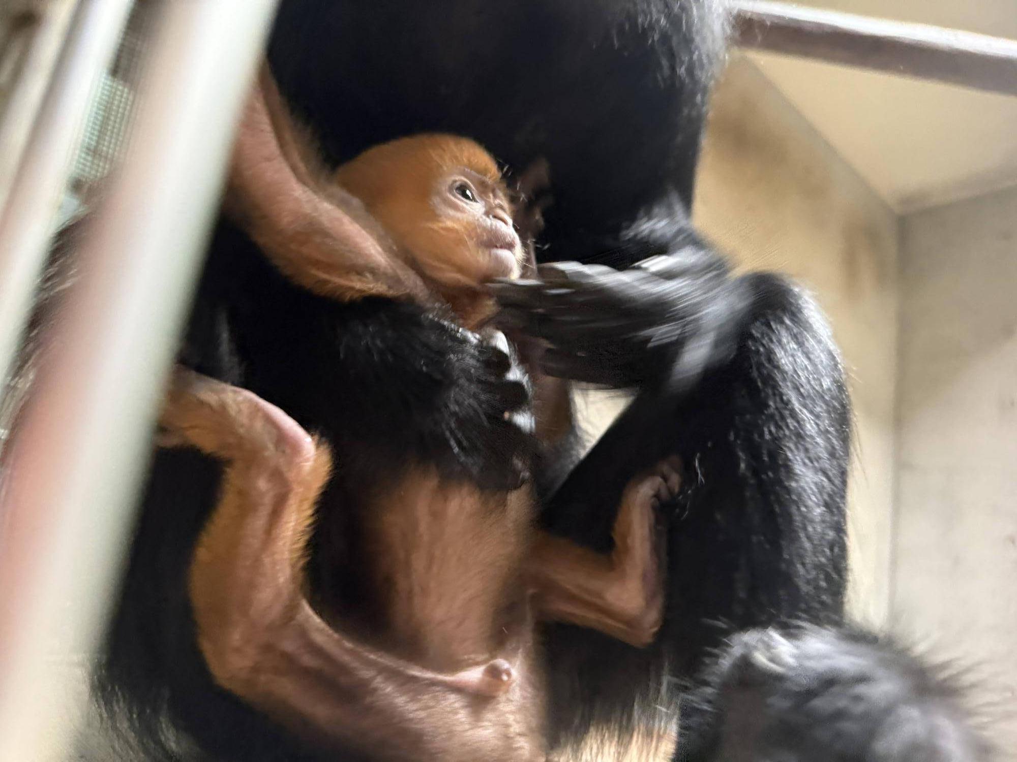 【飼育日誌】20251001：ナツダイダイの大大大成長記Lv2どっちがお母さん (8).jpg