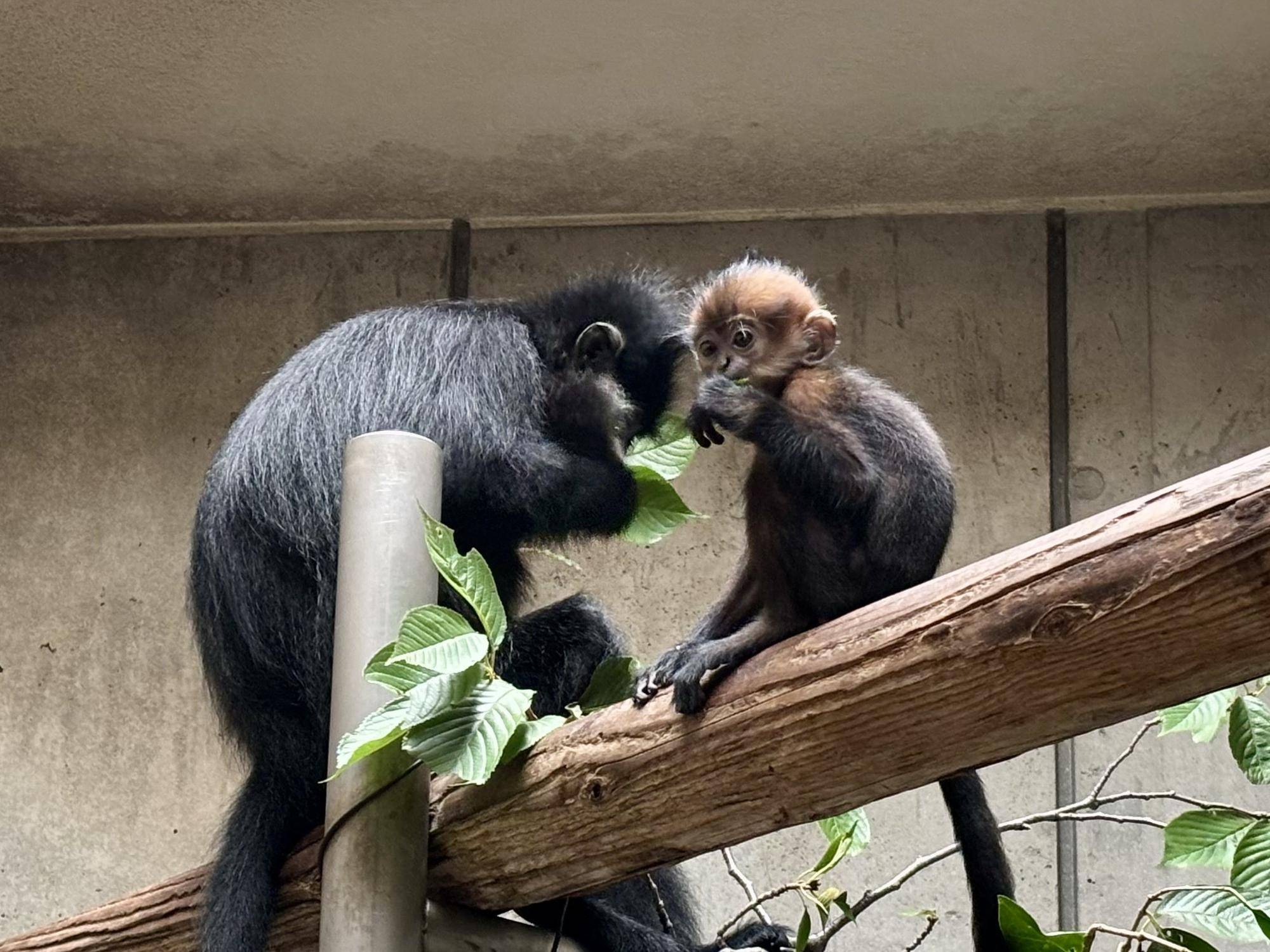 【飼育日誌】20250921:何をしているかな? サクラの葉を食べるミント.jpeg