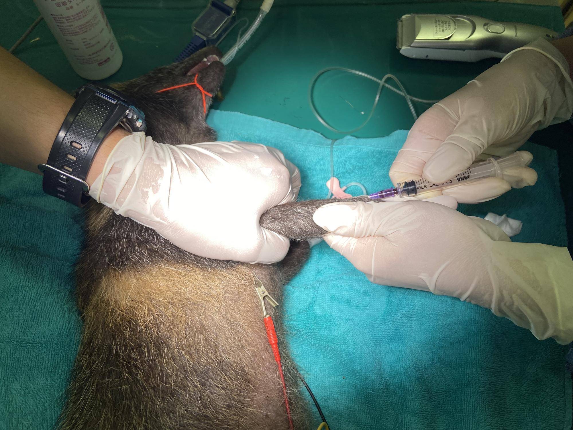 タヌキ採血.jpg