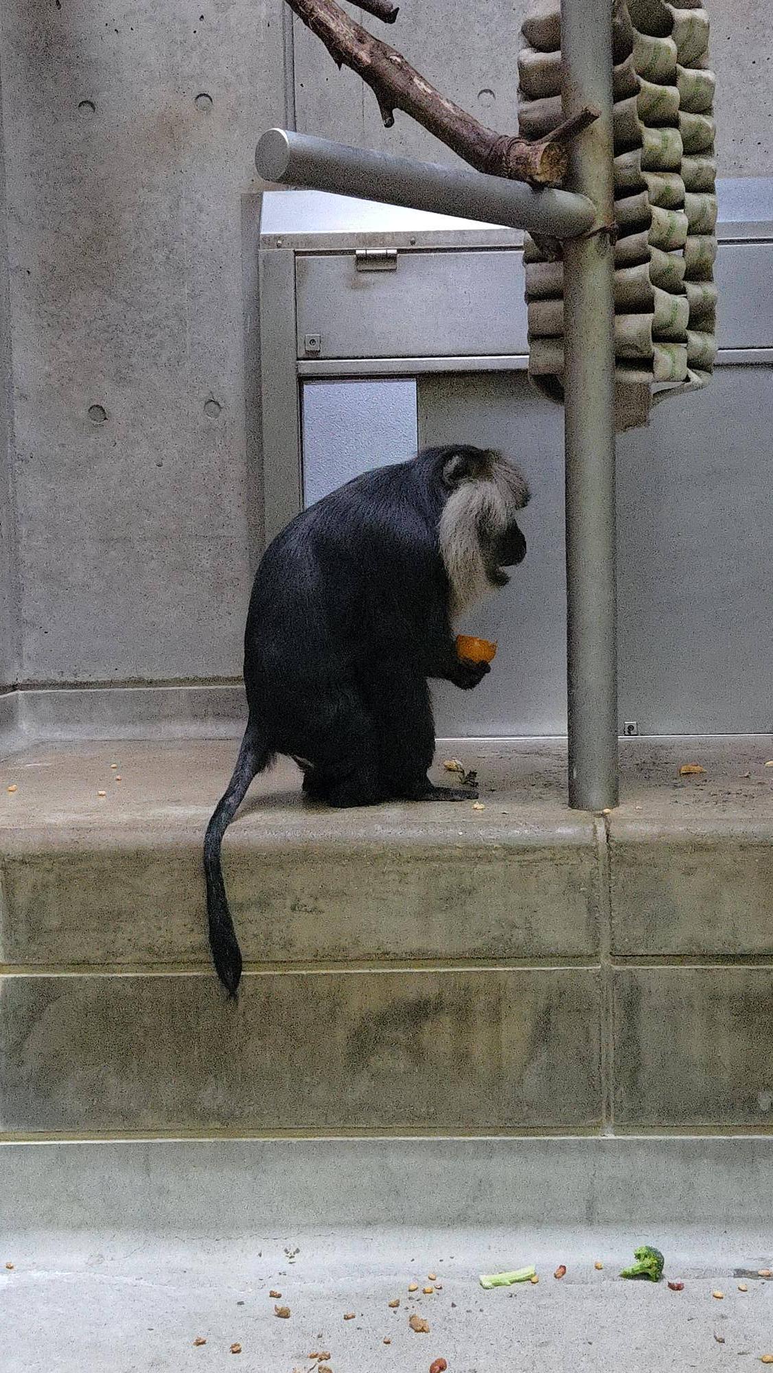 柿を食べるシロウ