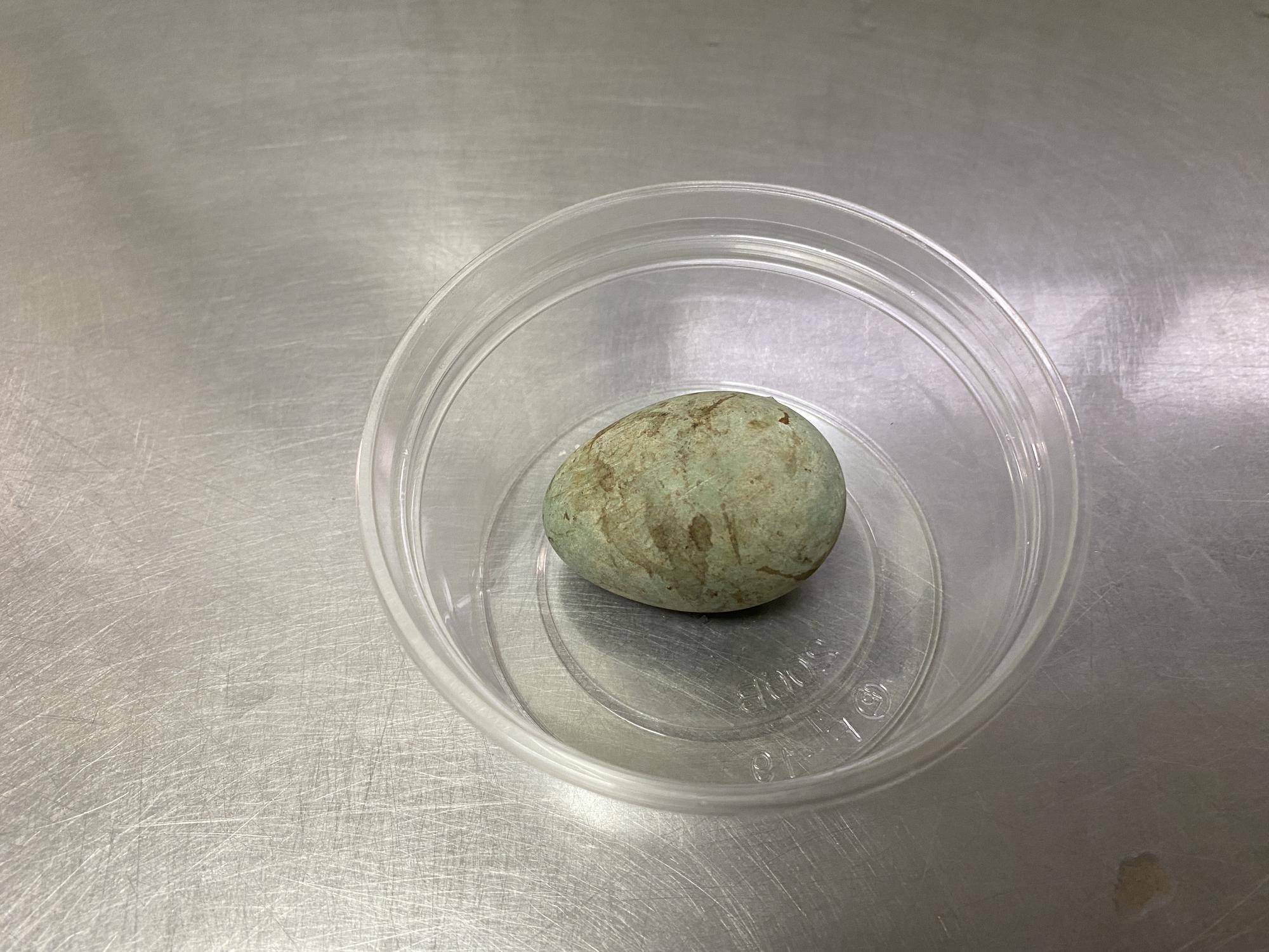 採卵した卵.jpeg
