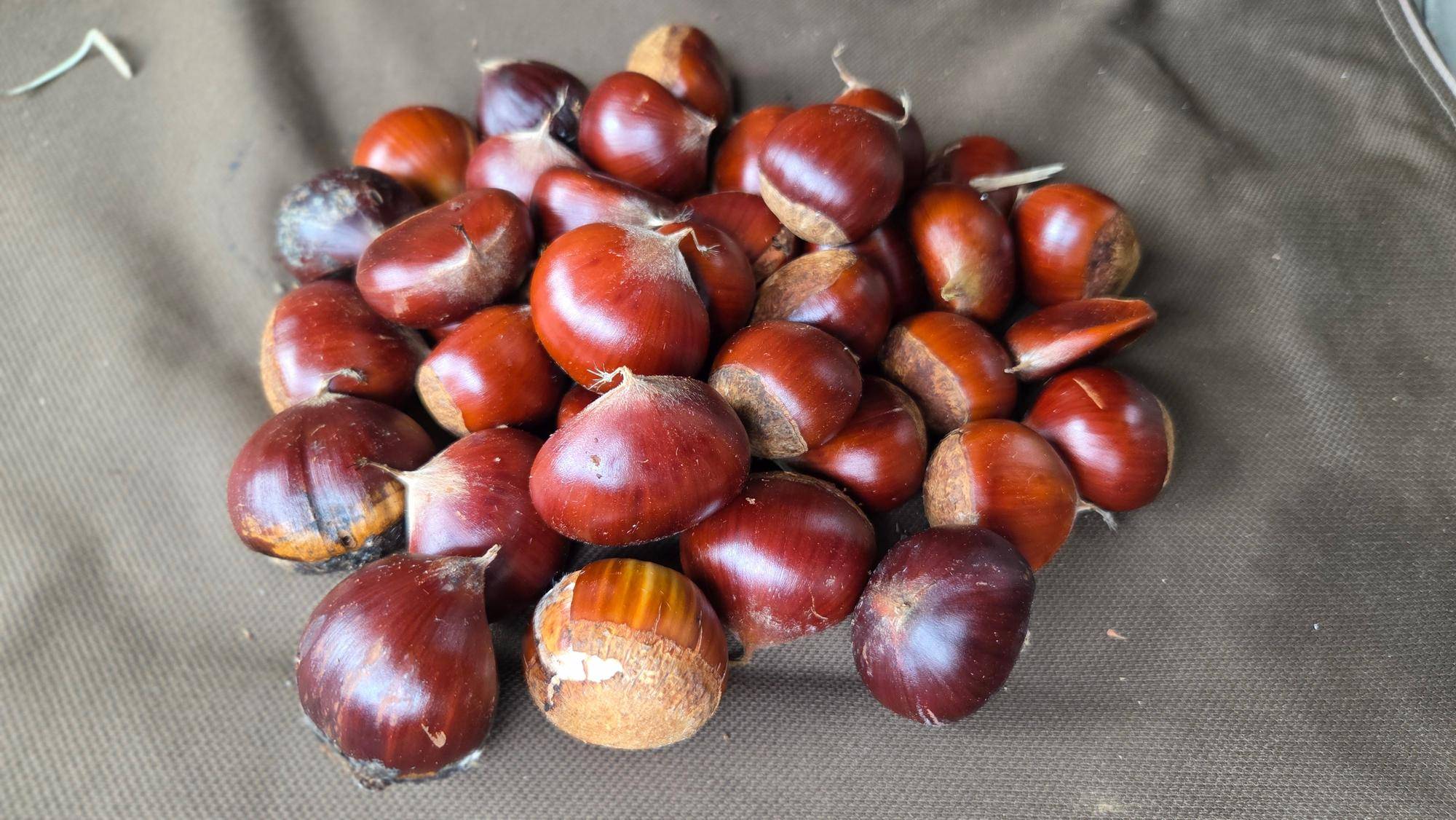 栗.jpg