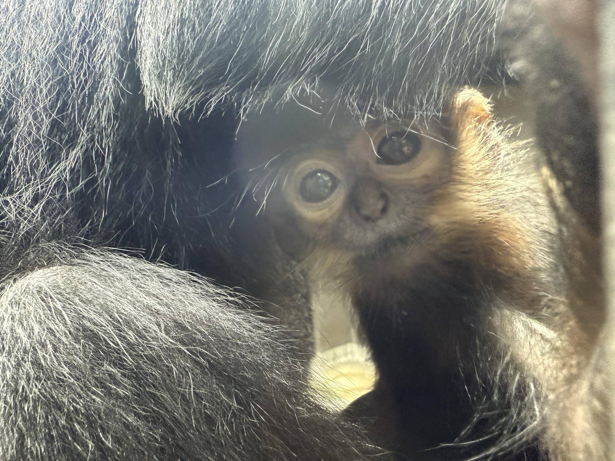 【飼育日誌】20251120：あつまれチョコミン党②積極的になるとき (9).jpg