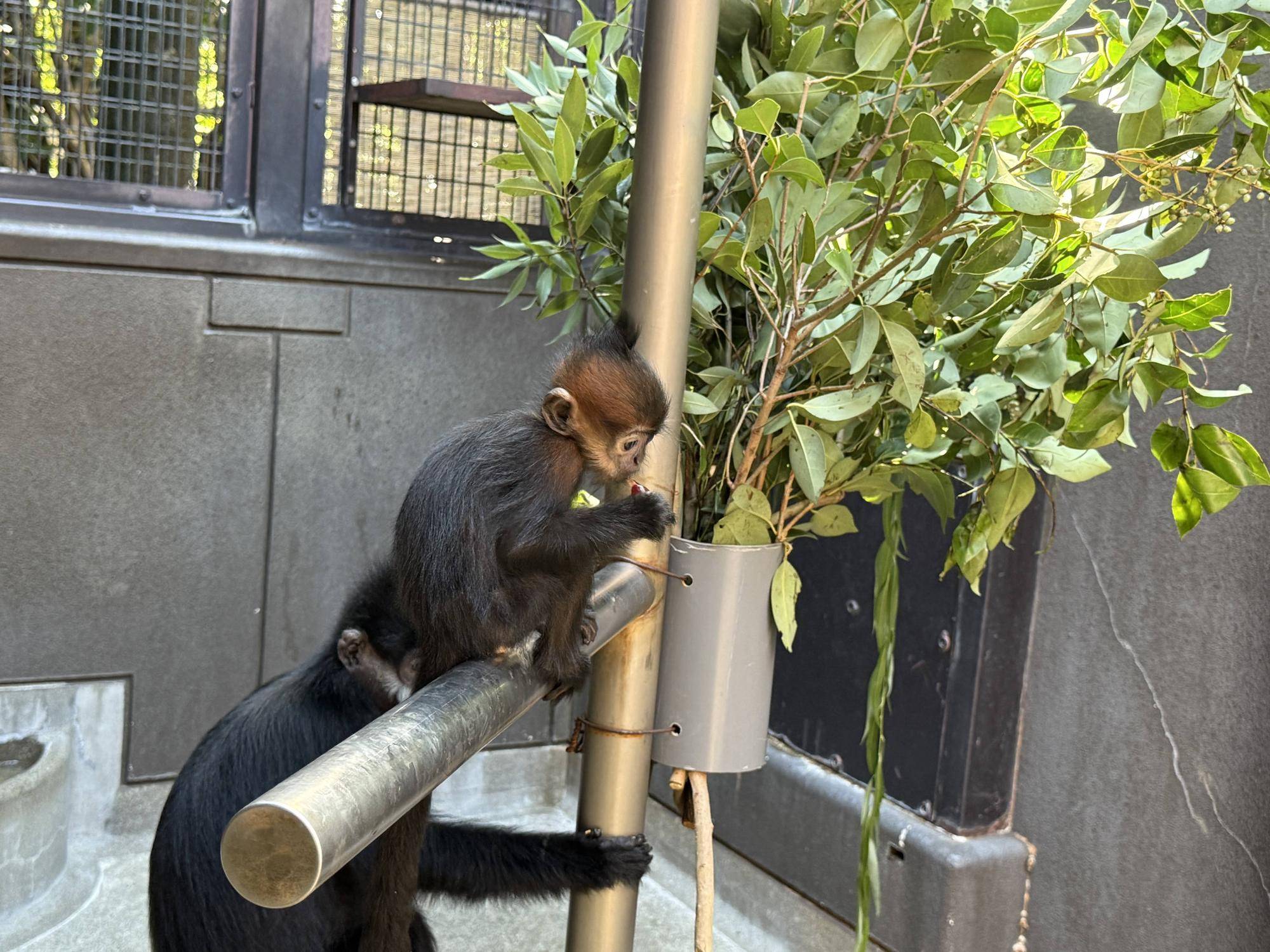 【飼育日誌】20251120：あつまれチョコミン党②積極的になるとき (8).jpg