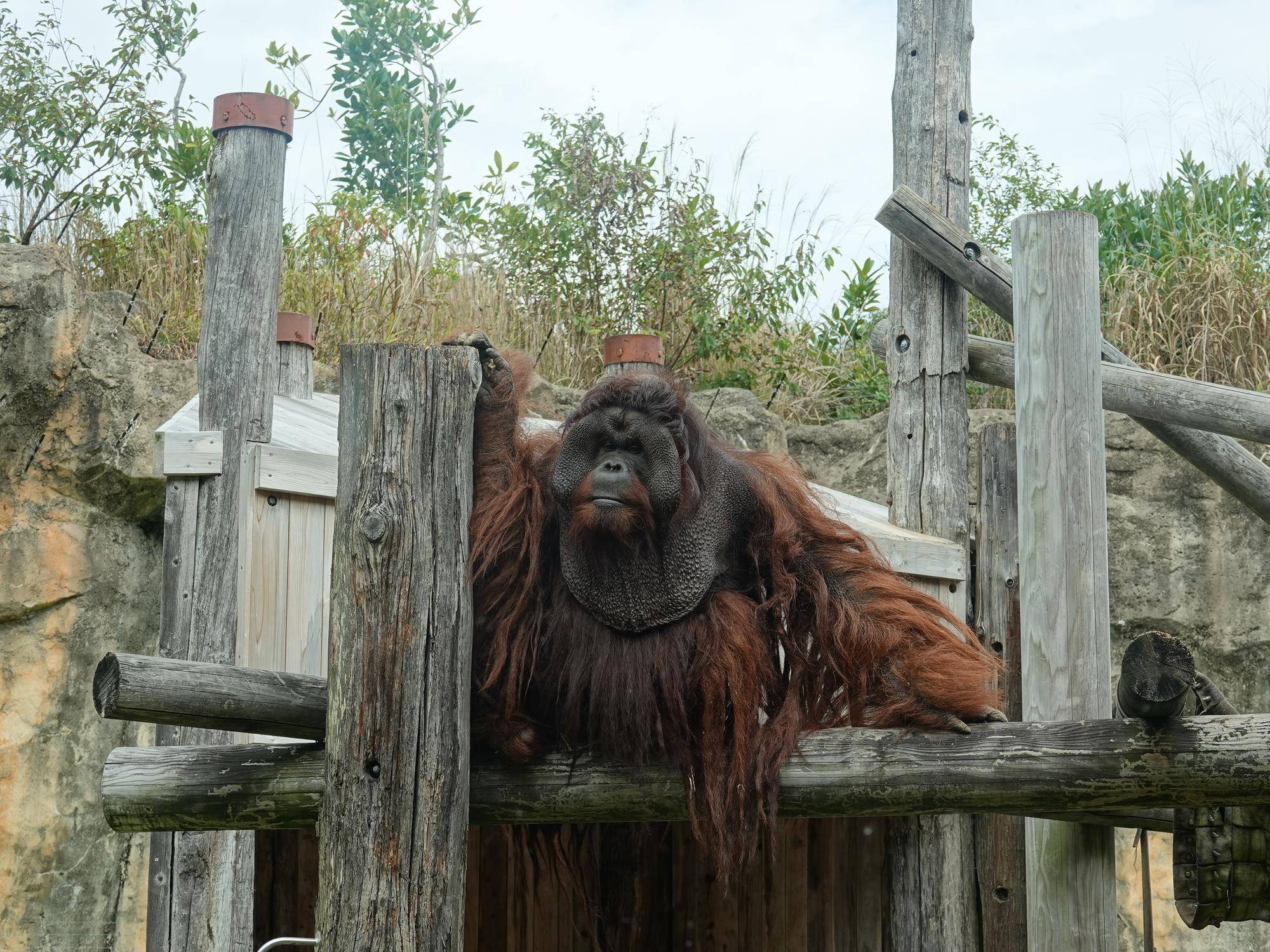 オランウータンのロビン.jpg